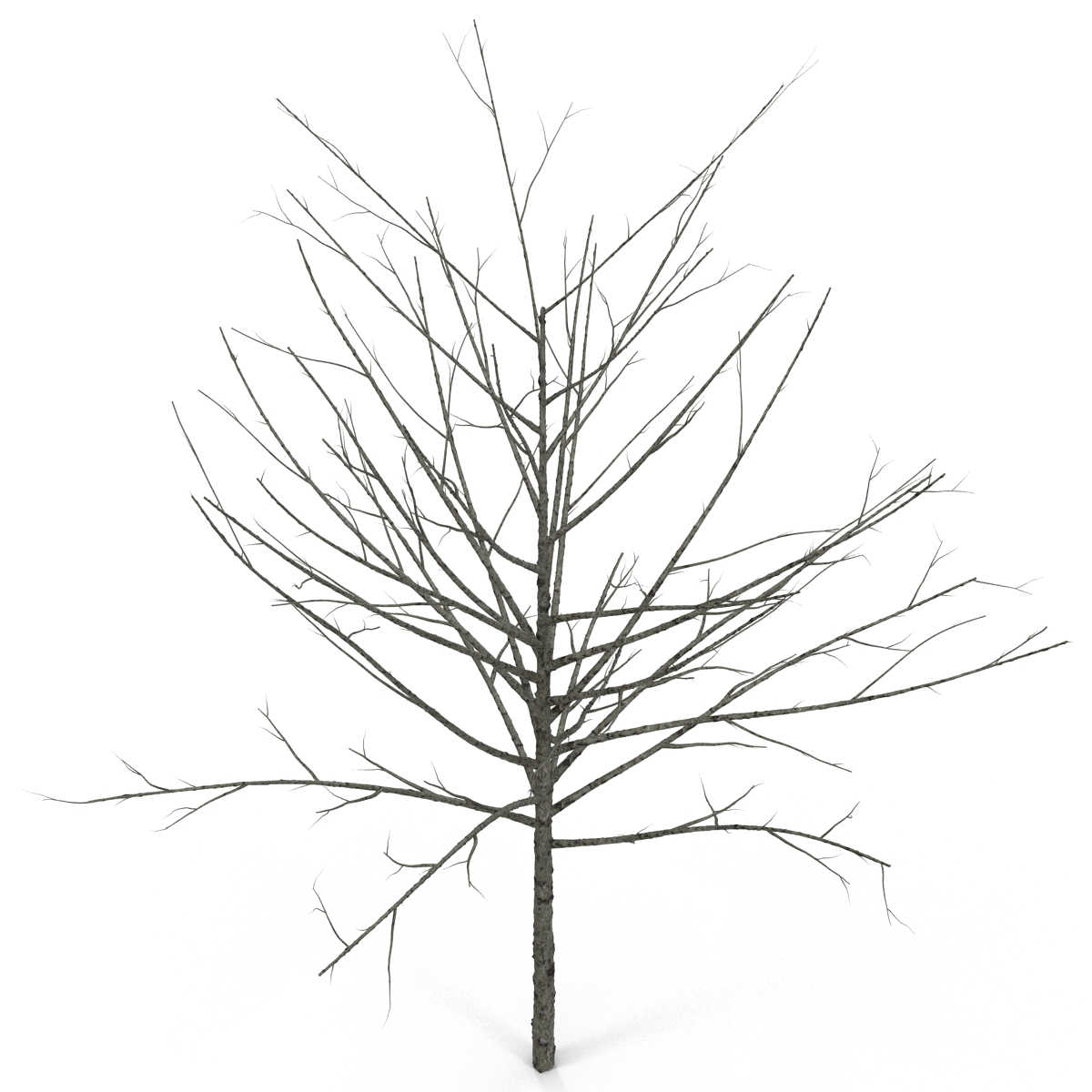 Young Tree Red Maple Winter 3D