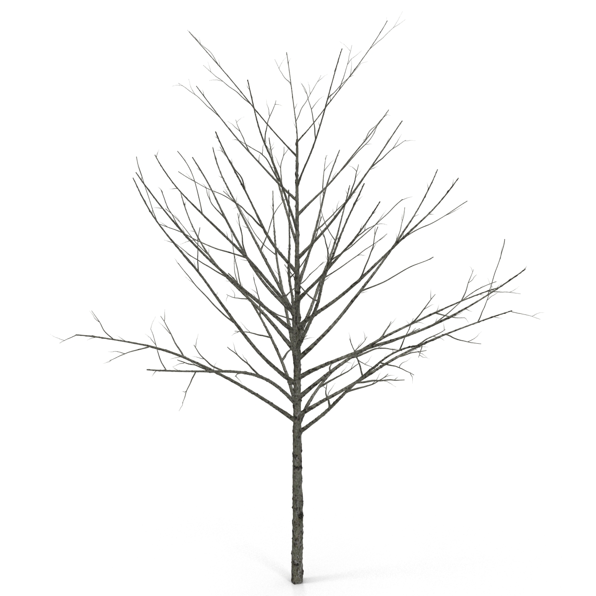 Young Tree Red Maple Winter 3D