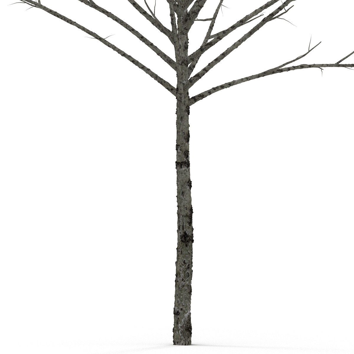 Young Tree Red Maple Winter 3D