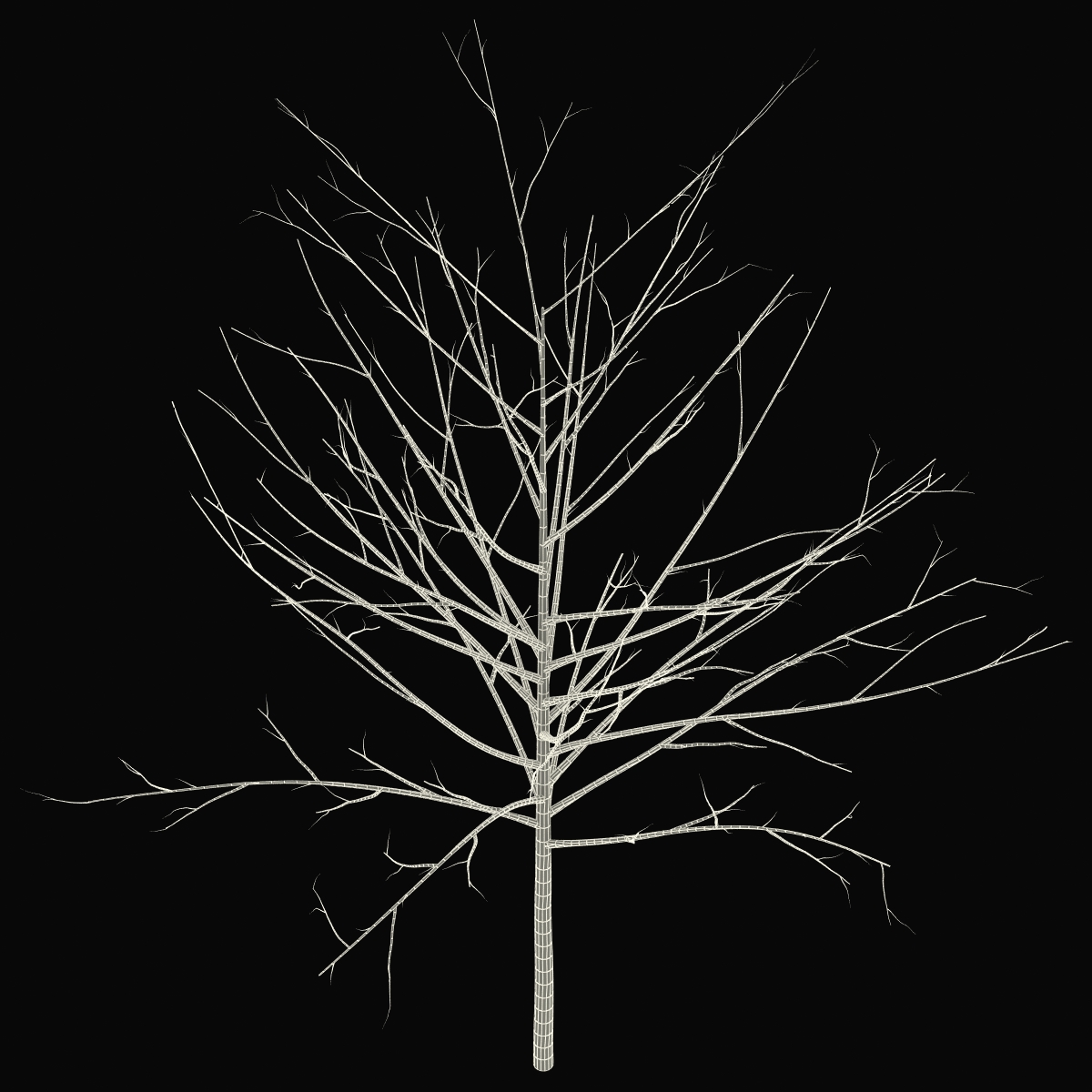 Young Tree Red Maple Winter 3D