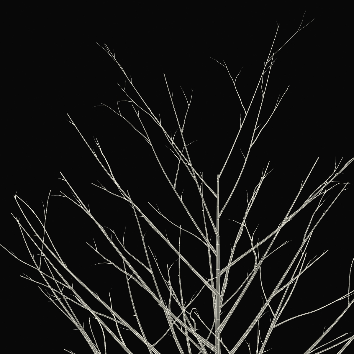 Young Tree Red Maple Winter 3D