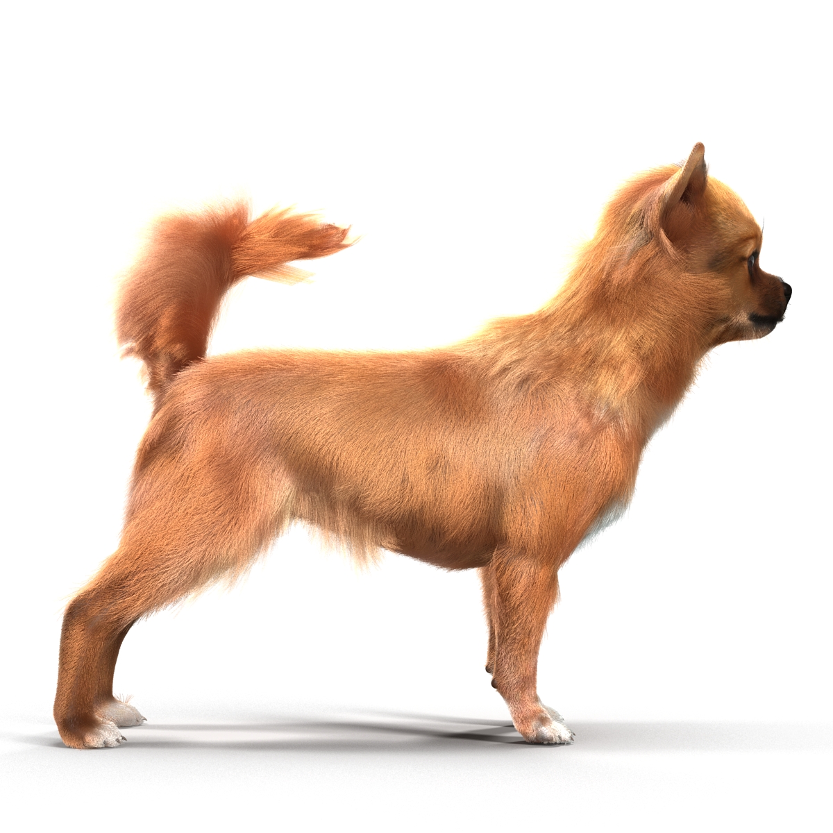 3D Chihuahua with Fur model