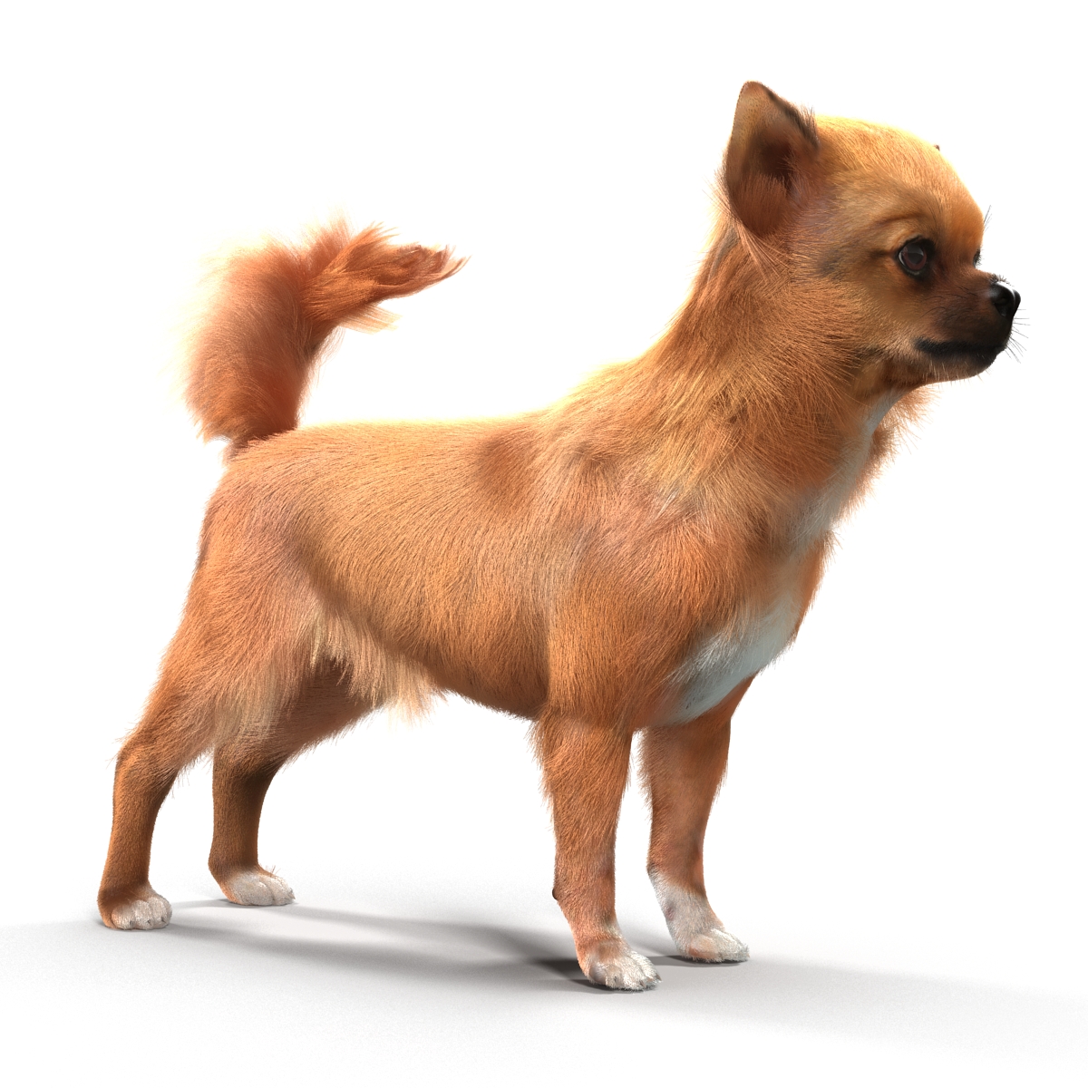 3D Chihuahua with Fur model