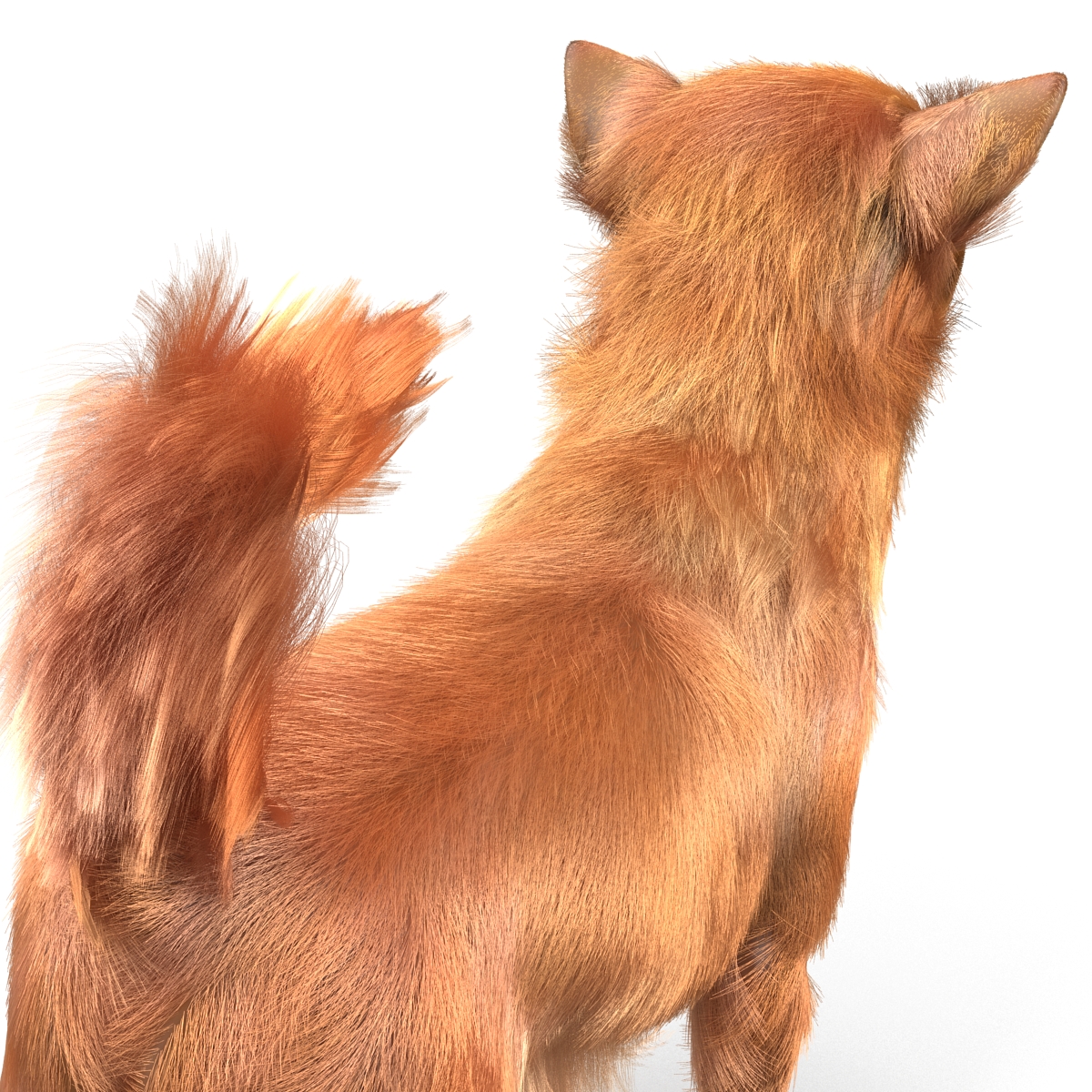 3D Chihuahua with Fur model