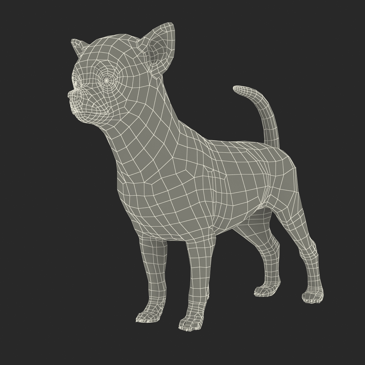 3D Chihuahua with Fur model