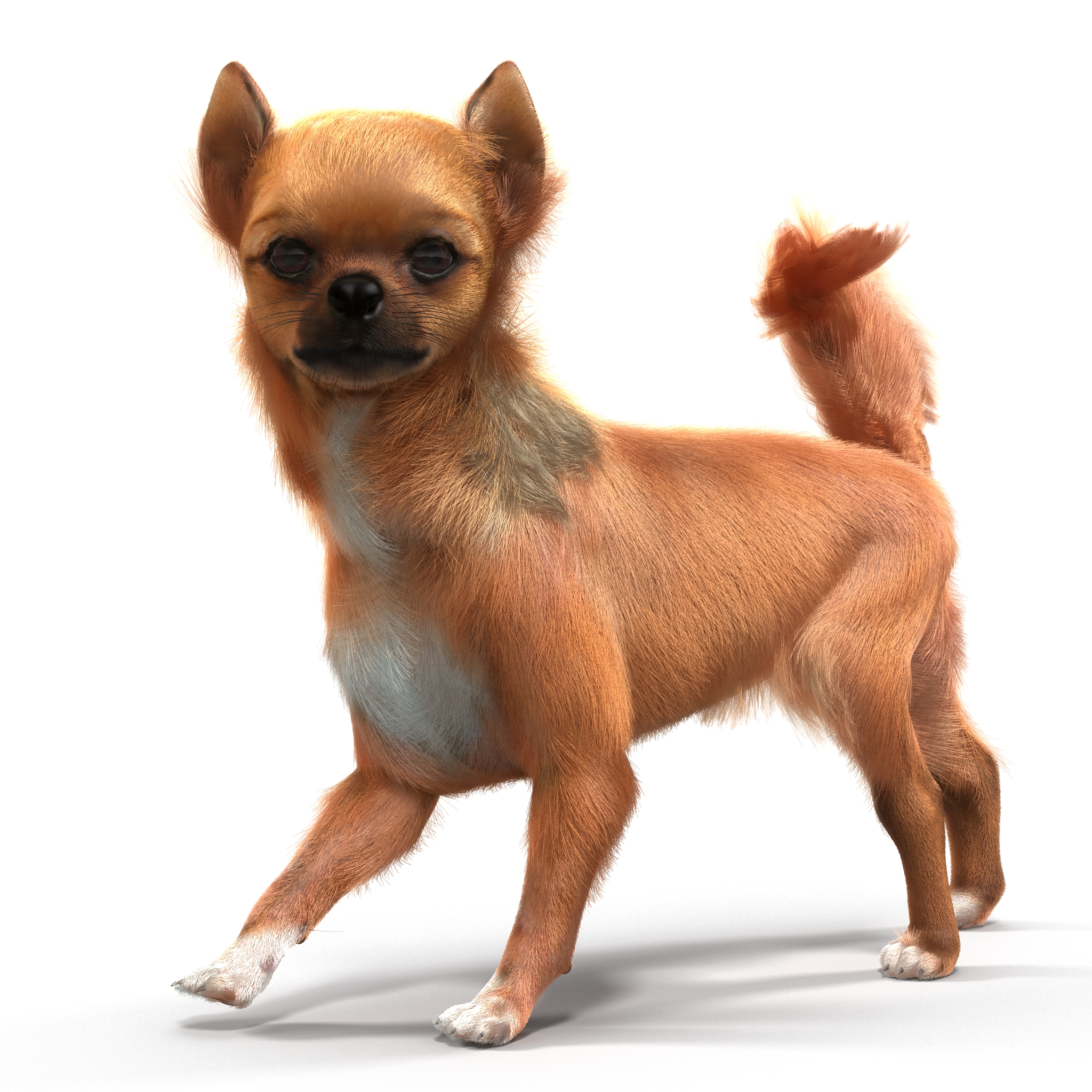 3D Chihuahua Rigged