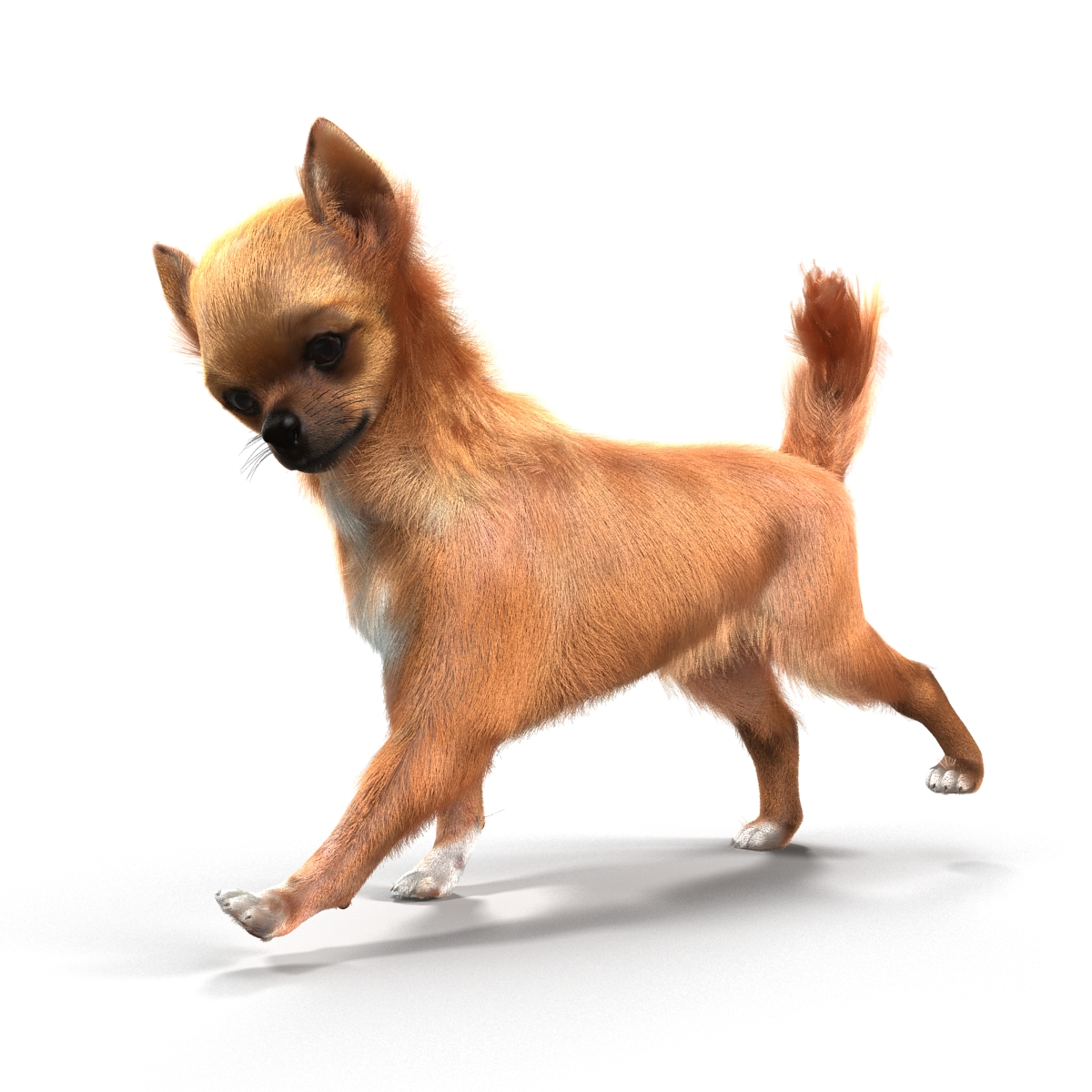 3D Chihuahua Rigged