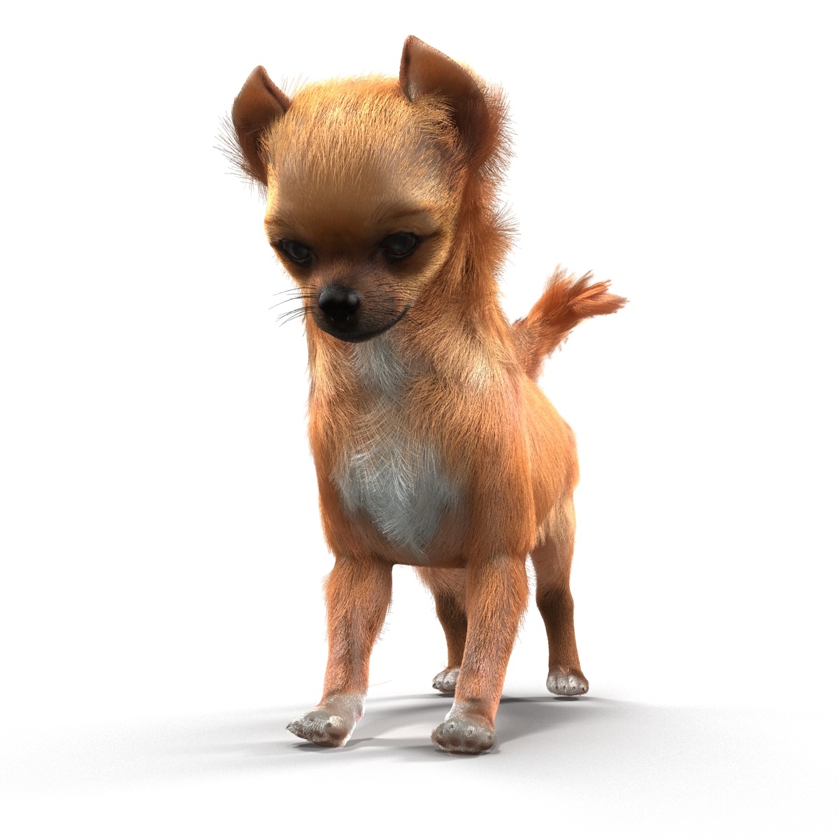 3D Chihuahua Rigged