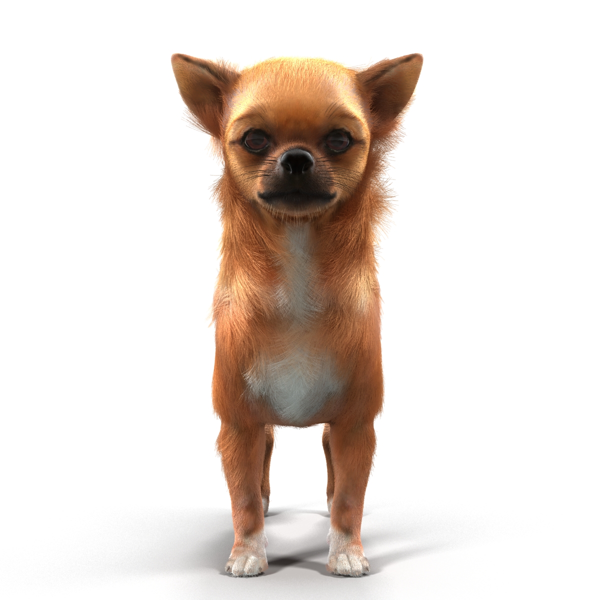 3D Chihuahua Rigged