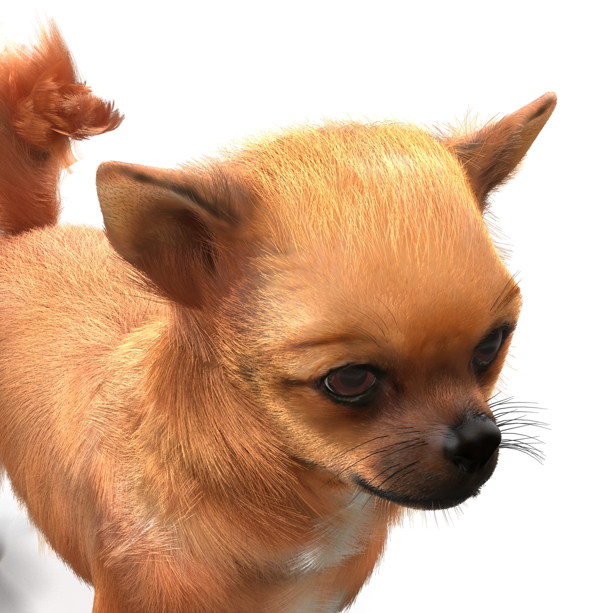 3D Chihuahua Rigged