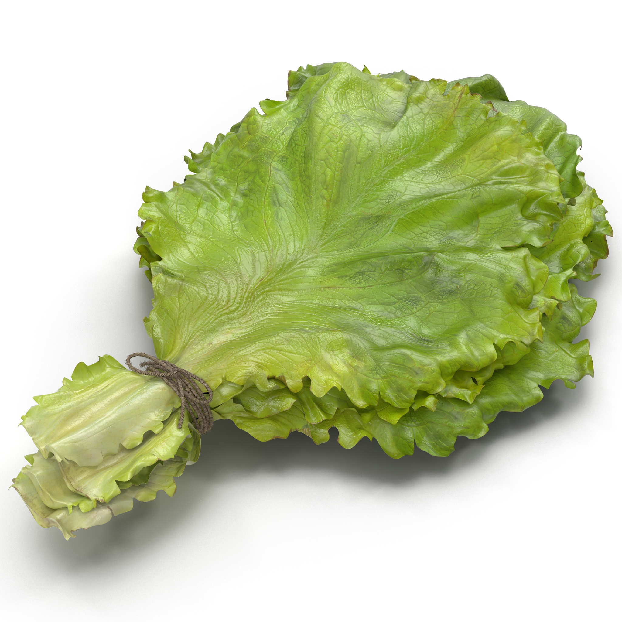 3D Lettuce Leaf Bunch model