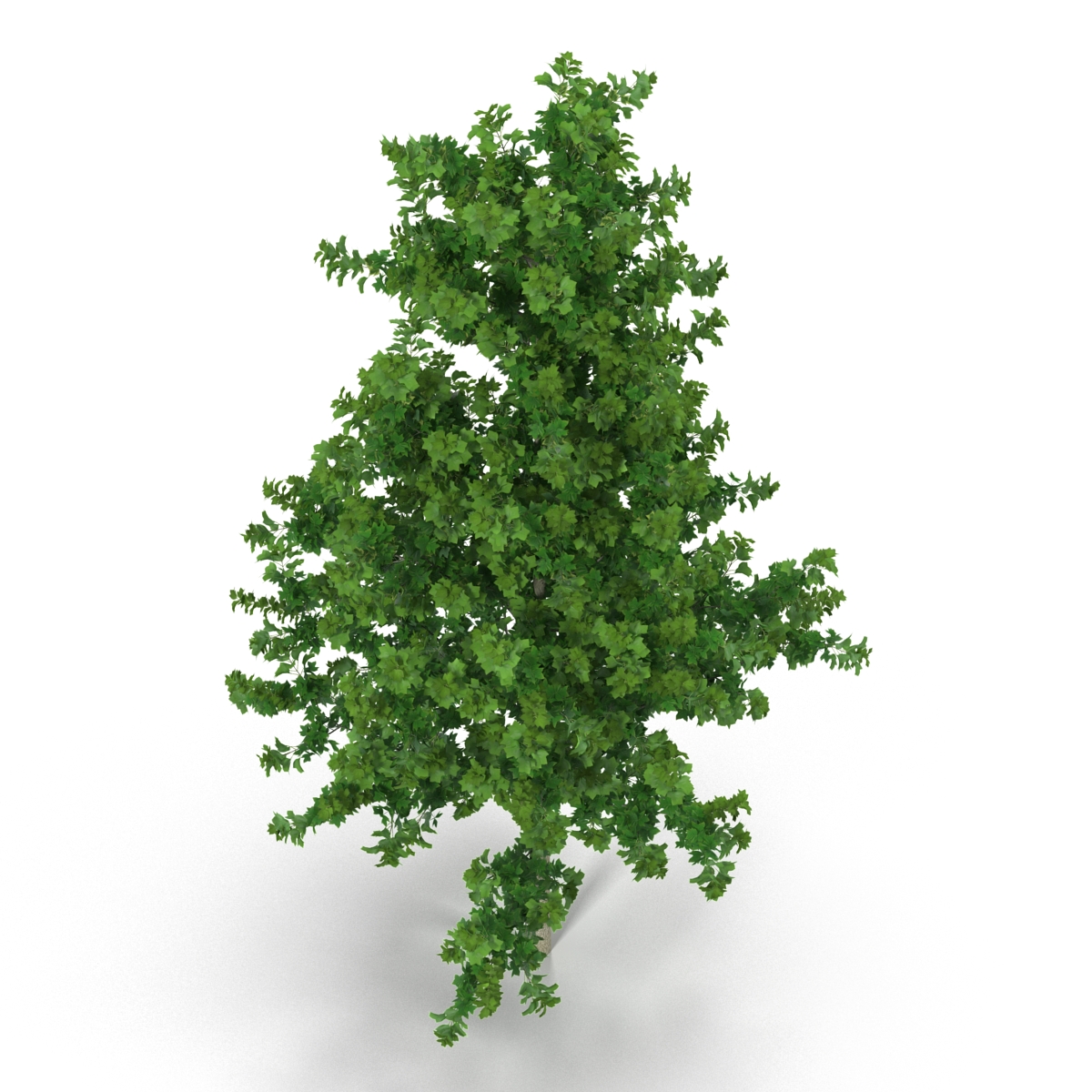 Young Yellow Poplar Tree 3D model