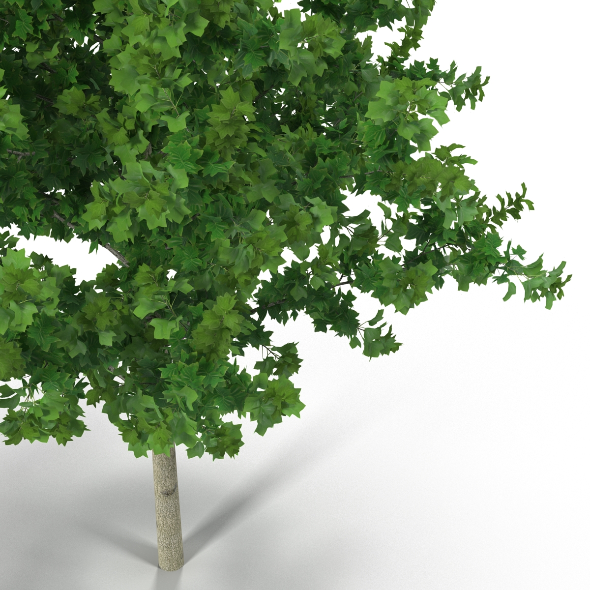 Young Yellow Poplar Tree 3D model