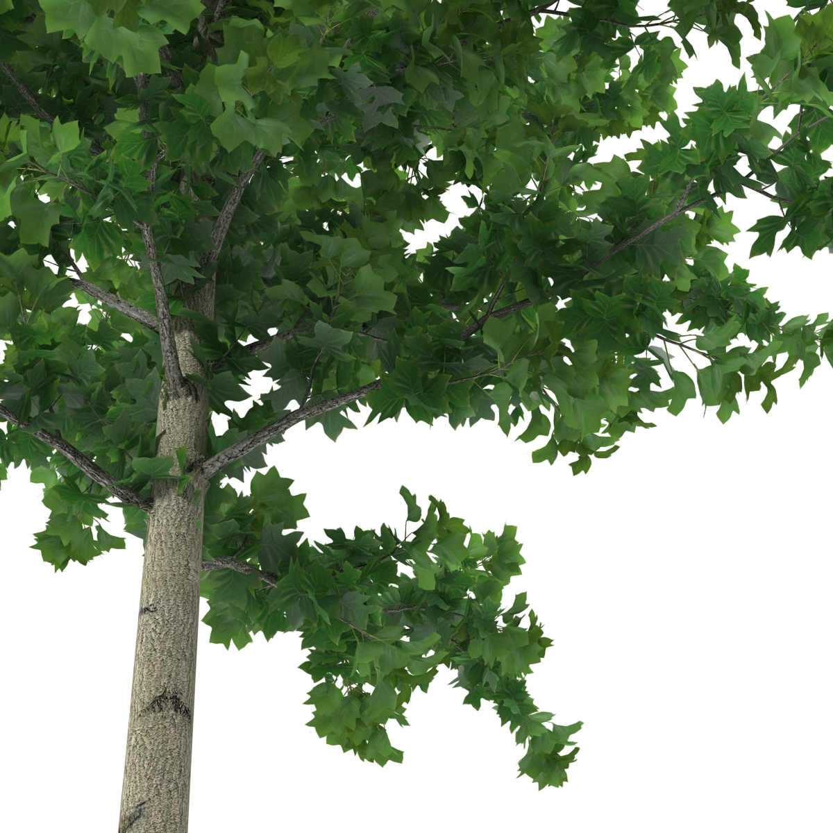 Young Yellow Poplar Tree 3D model