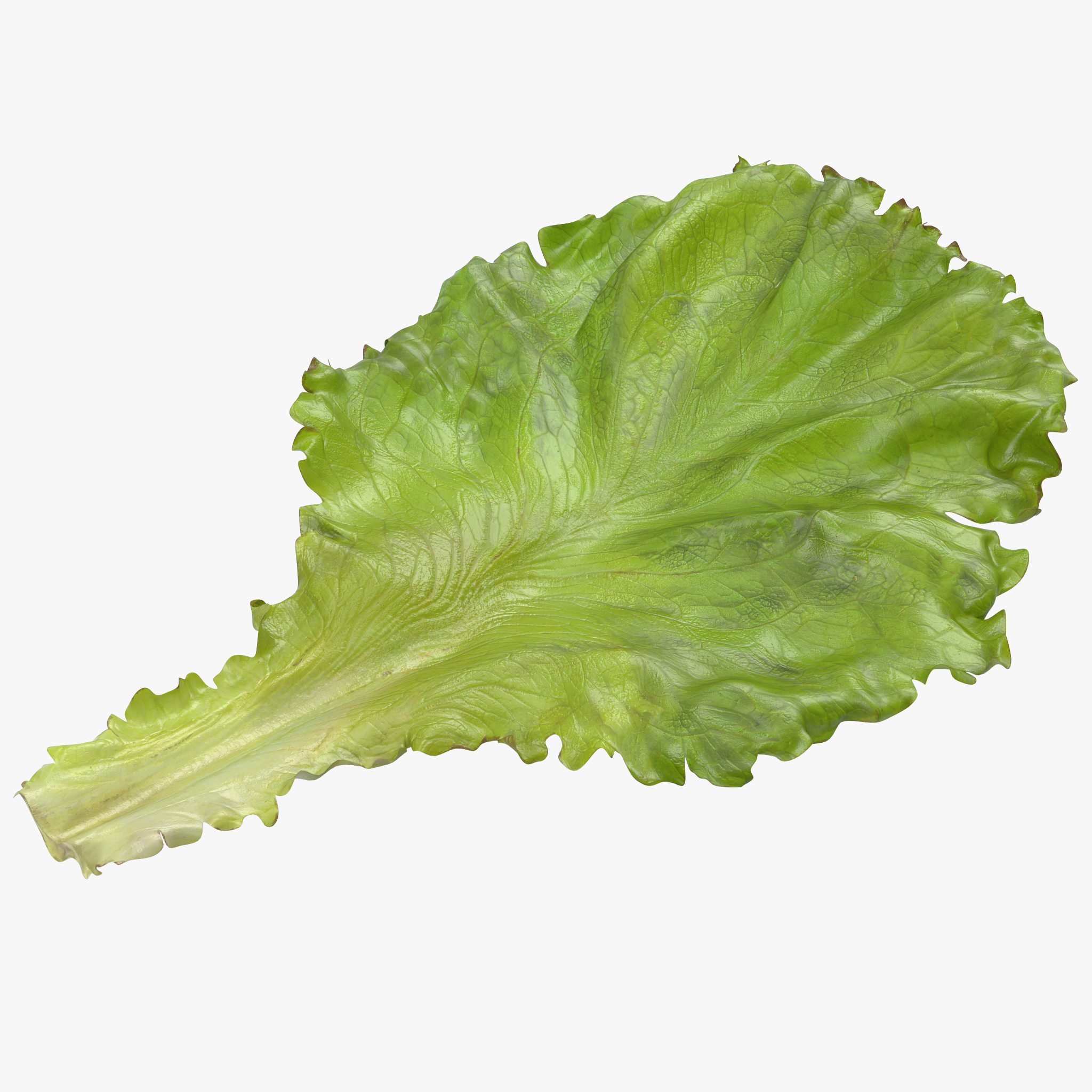 Lettuce Leaf 3D