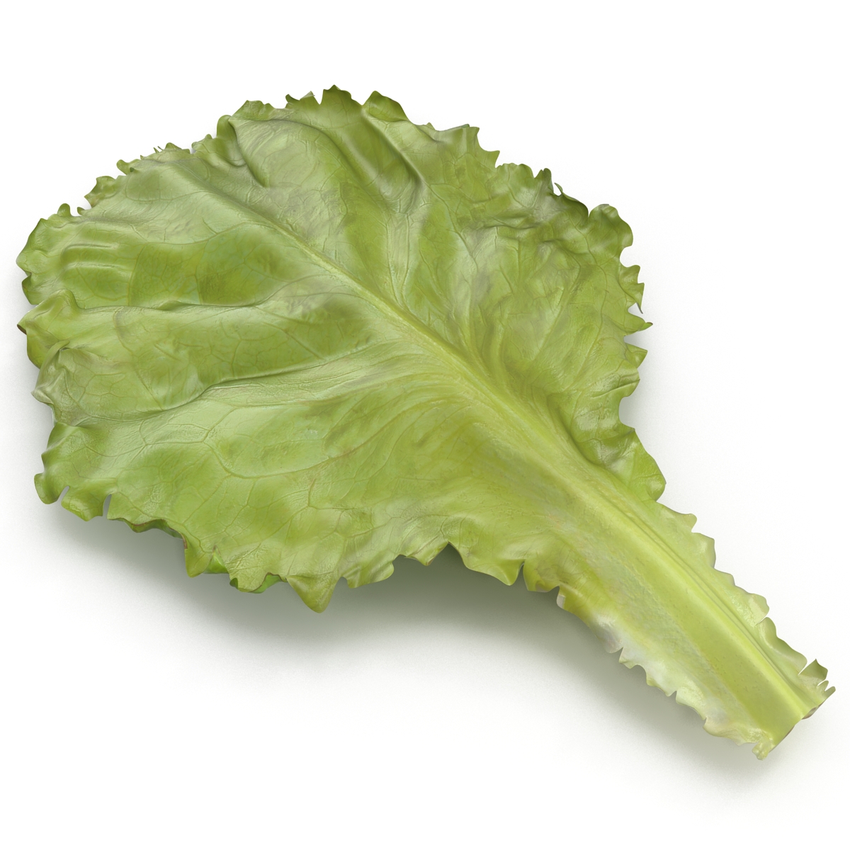 Lettuce Leaf 3D