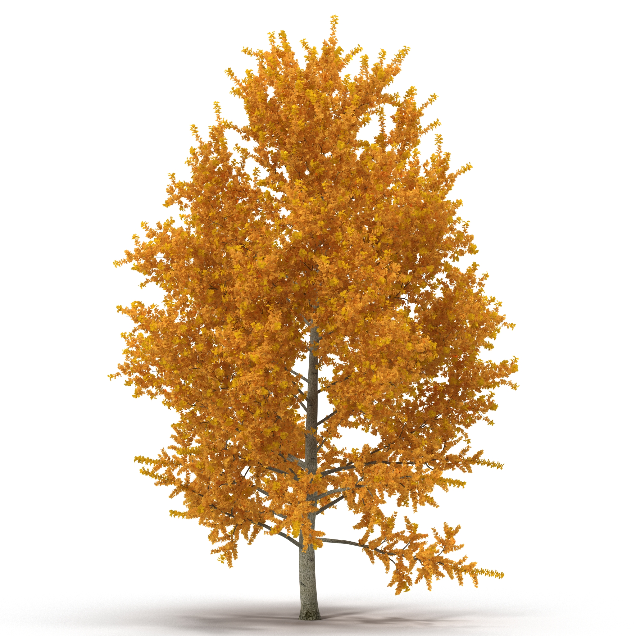 3D model Yellow Poplar Tree Autumn