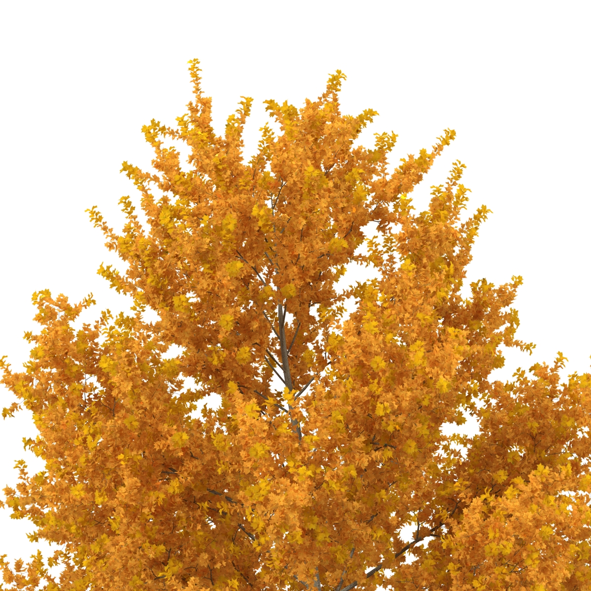 3D model Yellow Poplar Tree Autumn