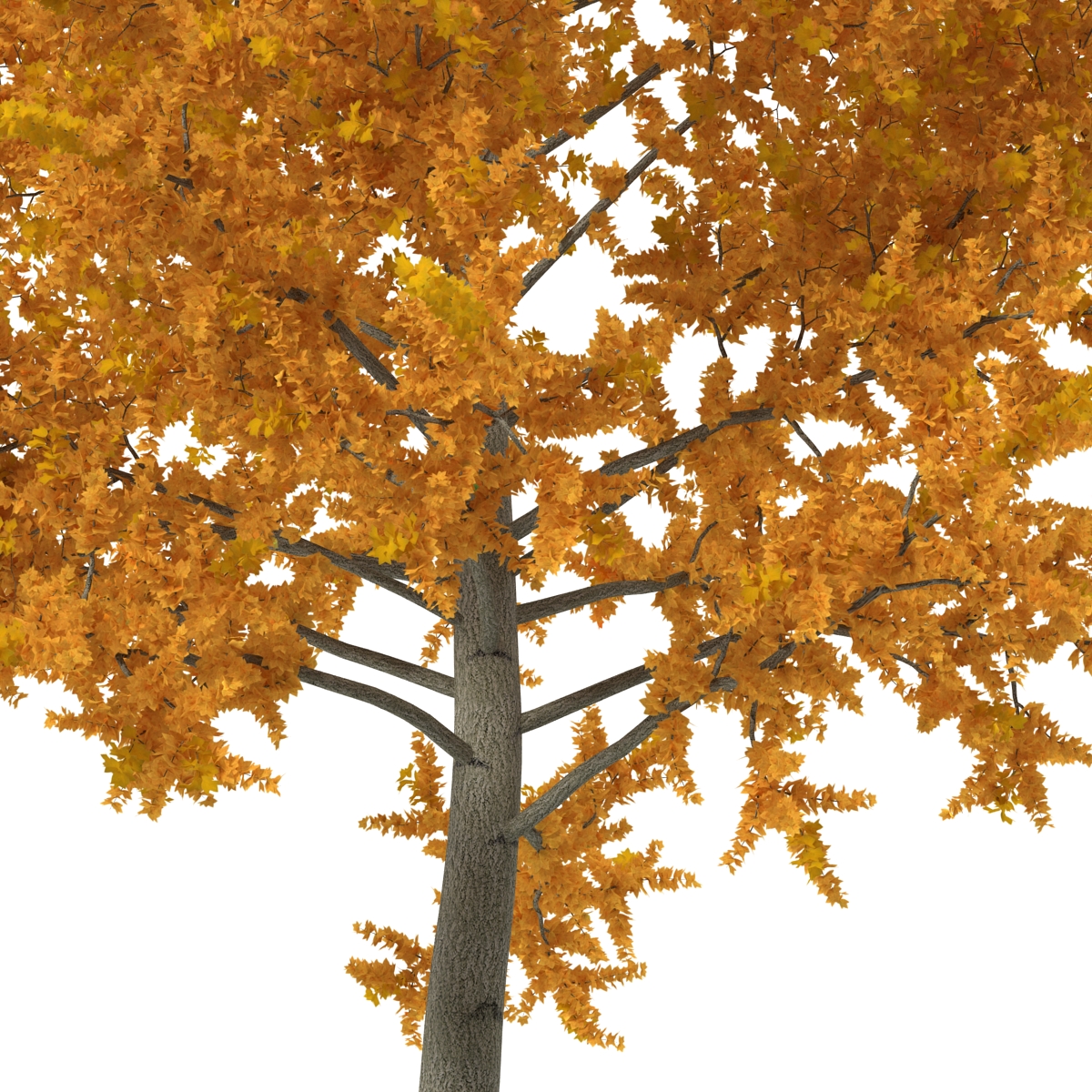 3D model Yellow Poplar Tree Autumn