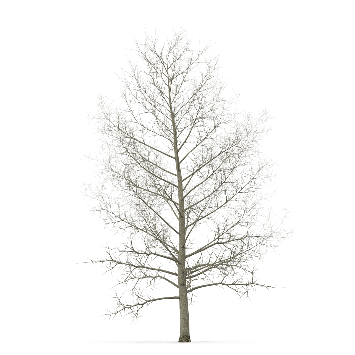 3D model Yellow Poplar Tree Winter