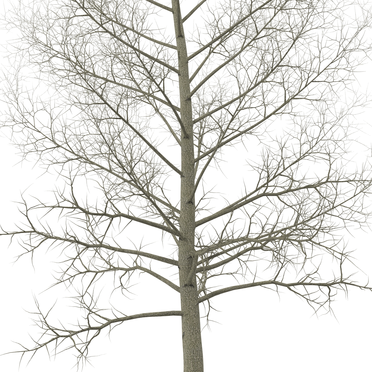 3D model Yellow Poplar Tree Winter