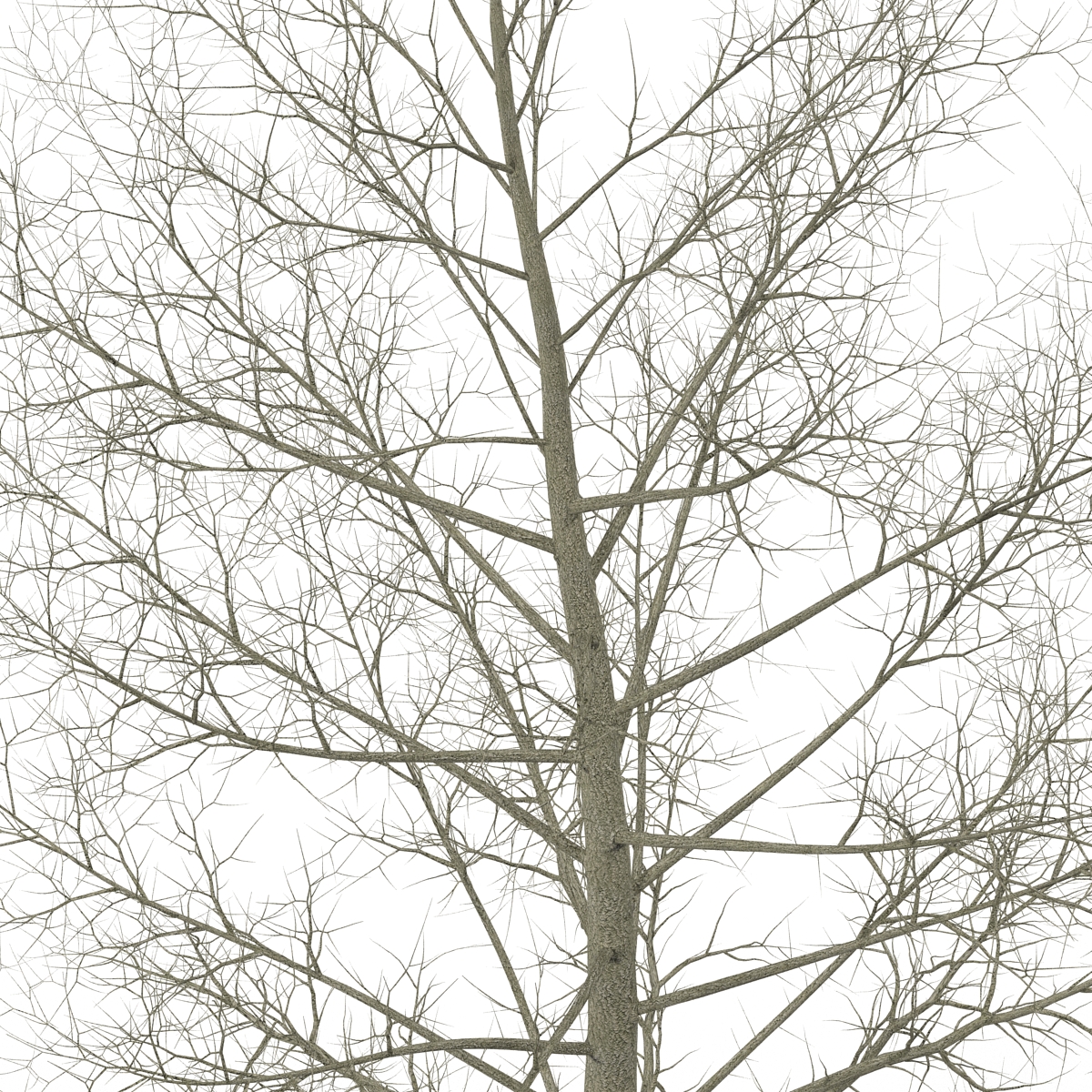 3D model Yellow Poplar Tree Winter