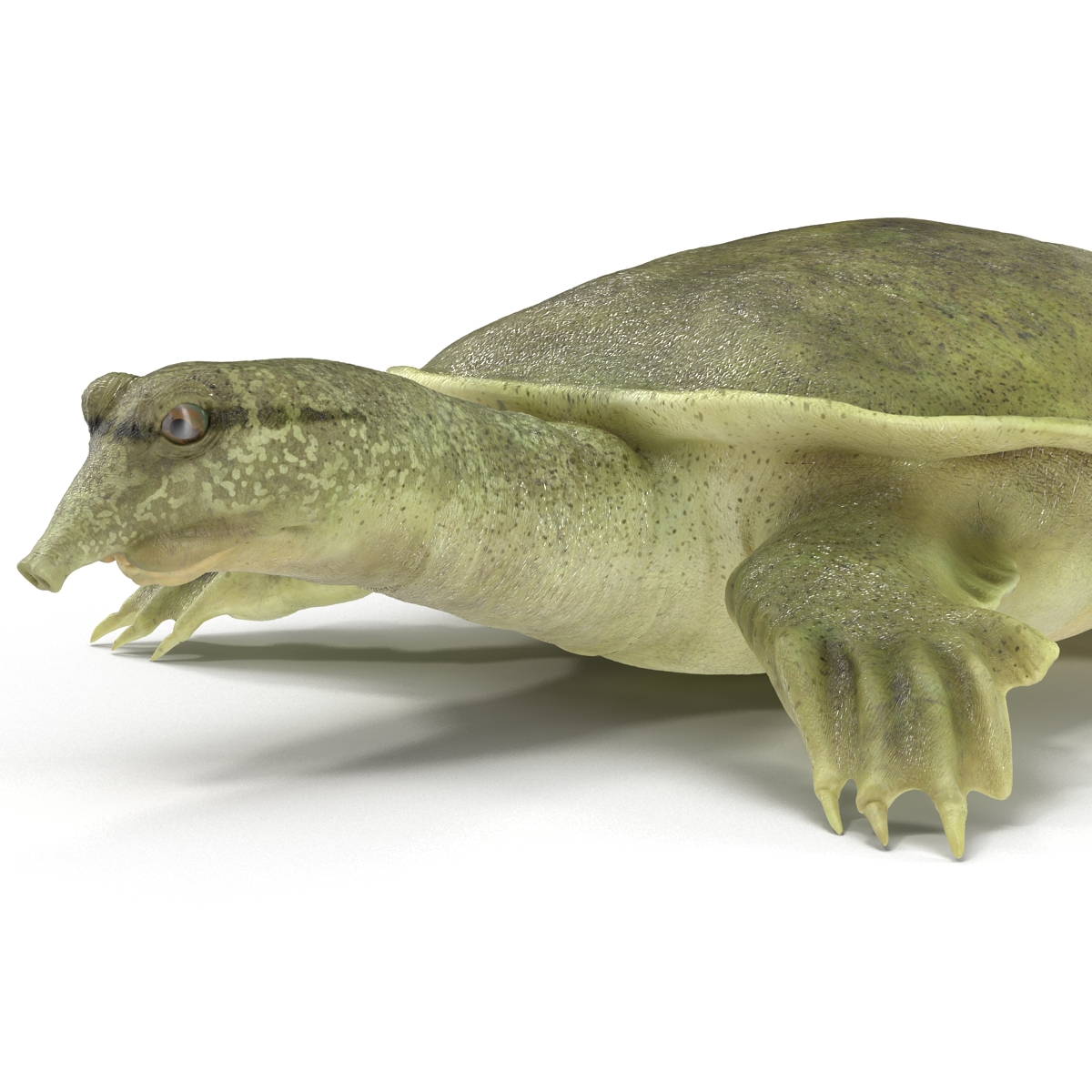 3D Chinese Softshell Turtle Rigged