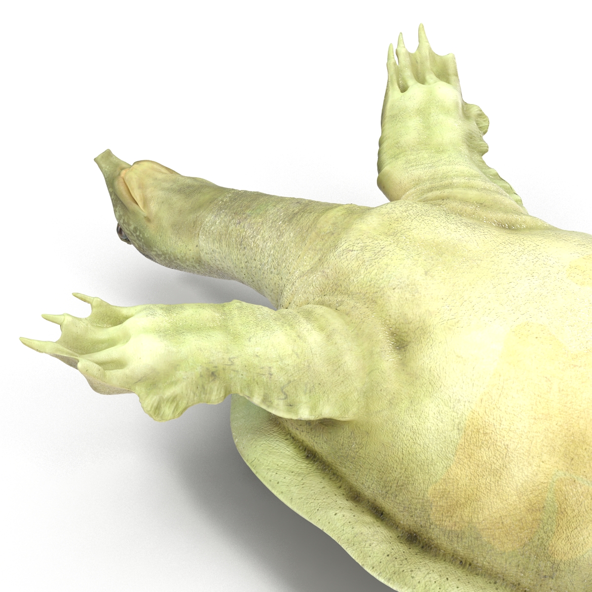 3D Chinese Softshell Turtle Rigged