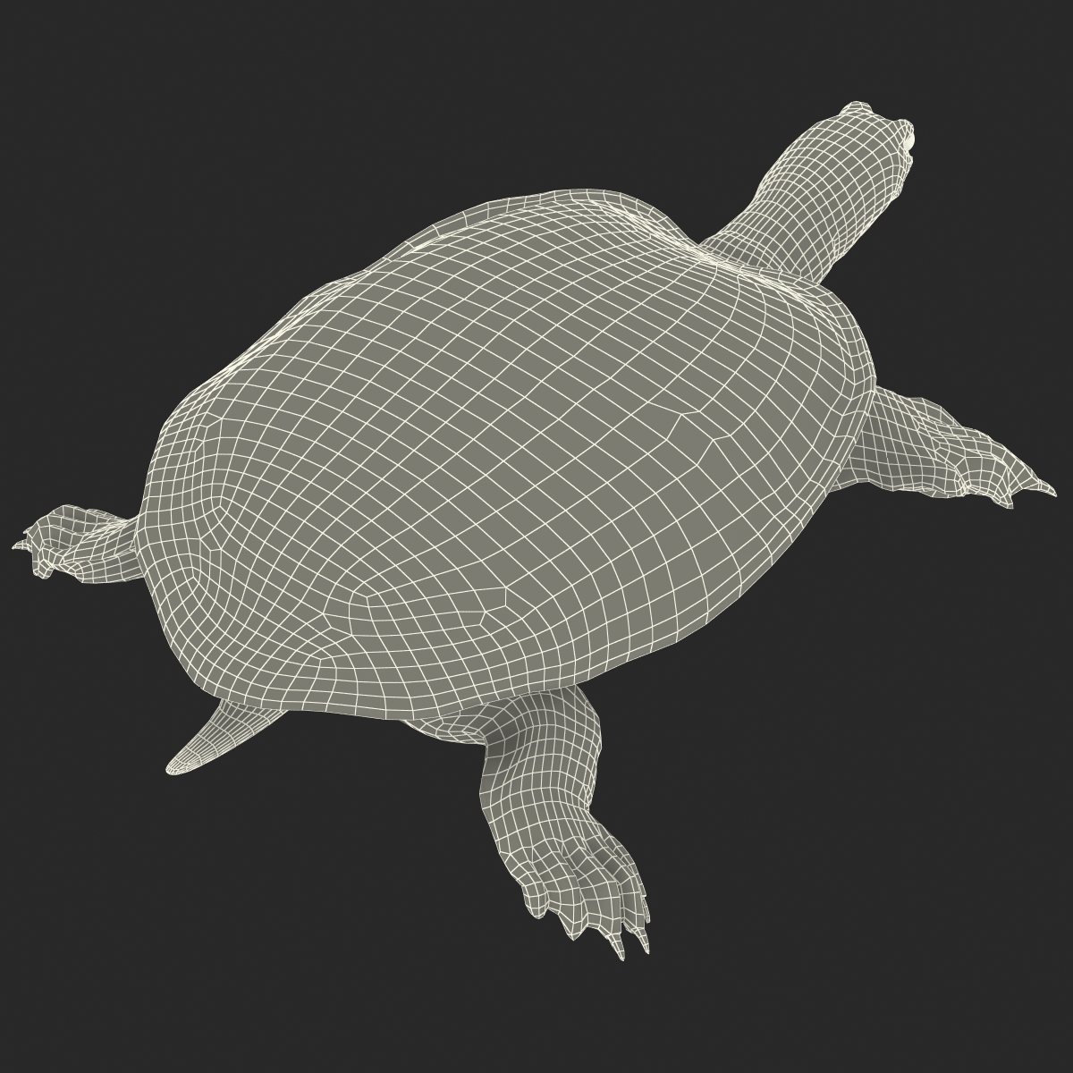 3D Chinese Softshell Turtle Rigged