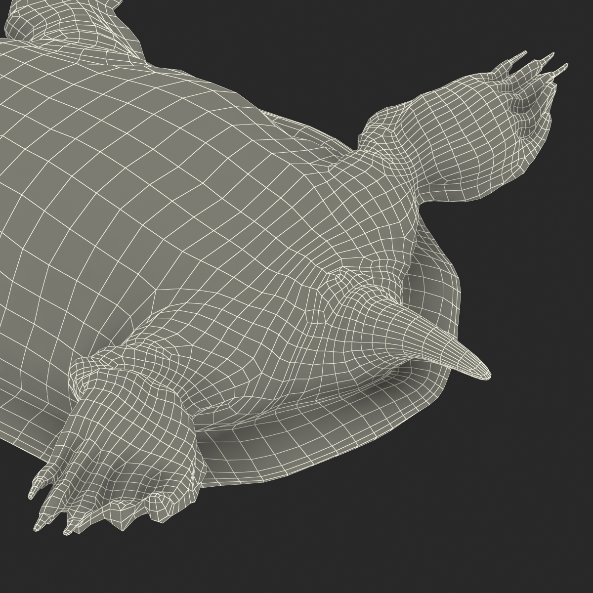 3D Chinese Softshell Turtle Rigged