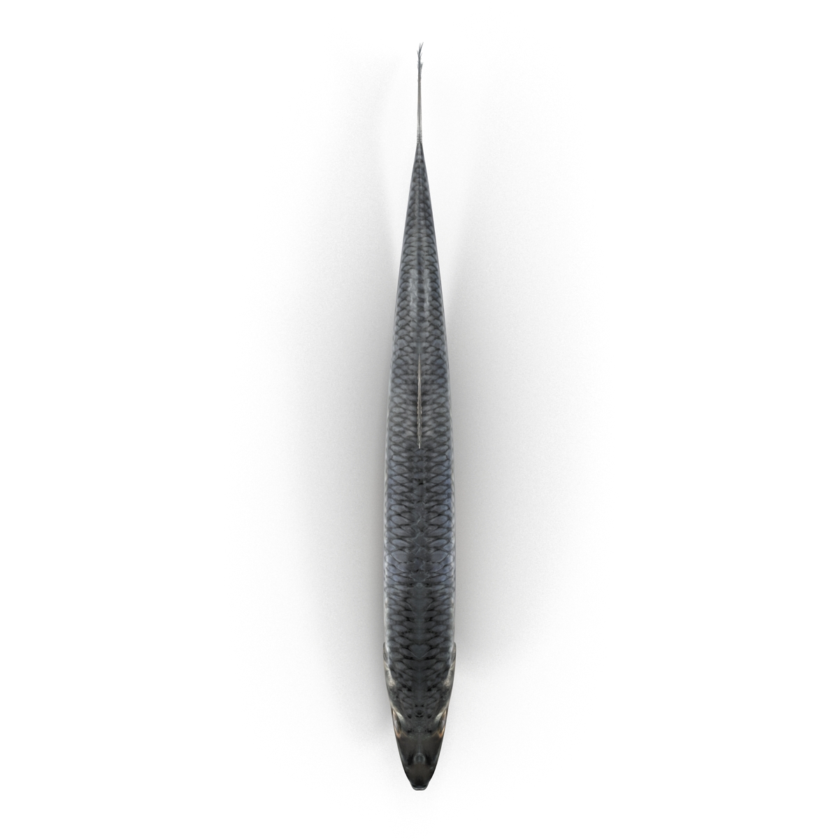 Herring Fish 3D