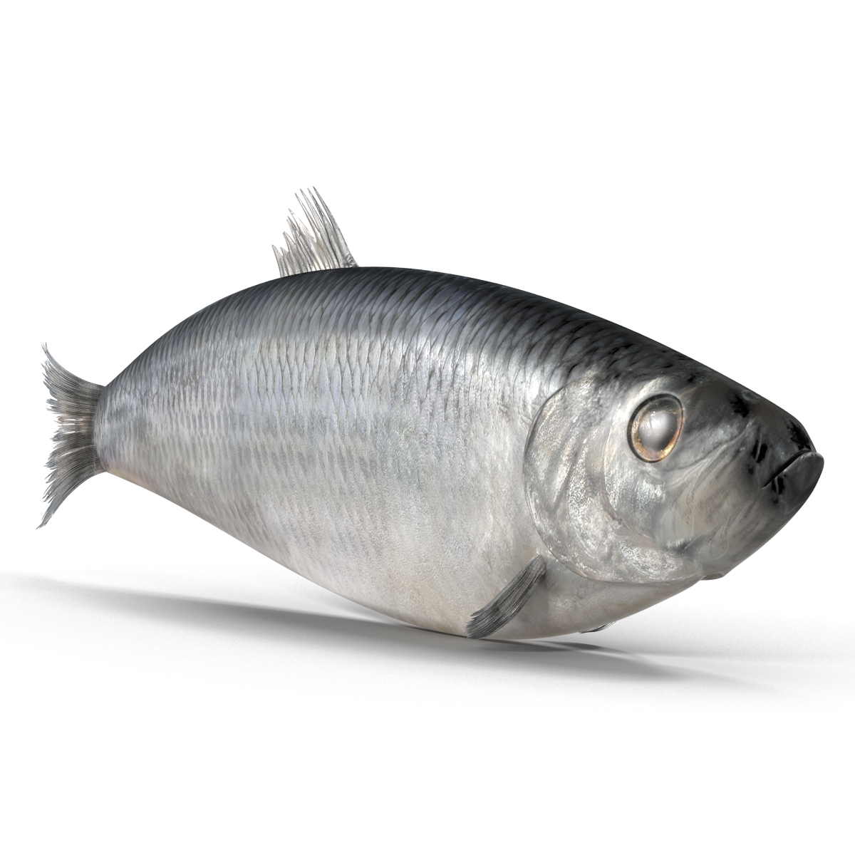 Herring Fish 3D