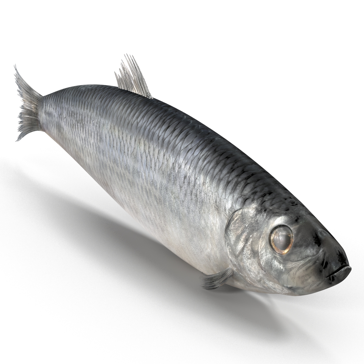 Herring Fish 3D