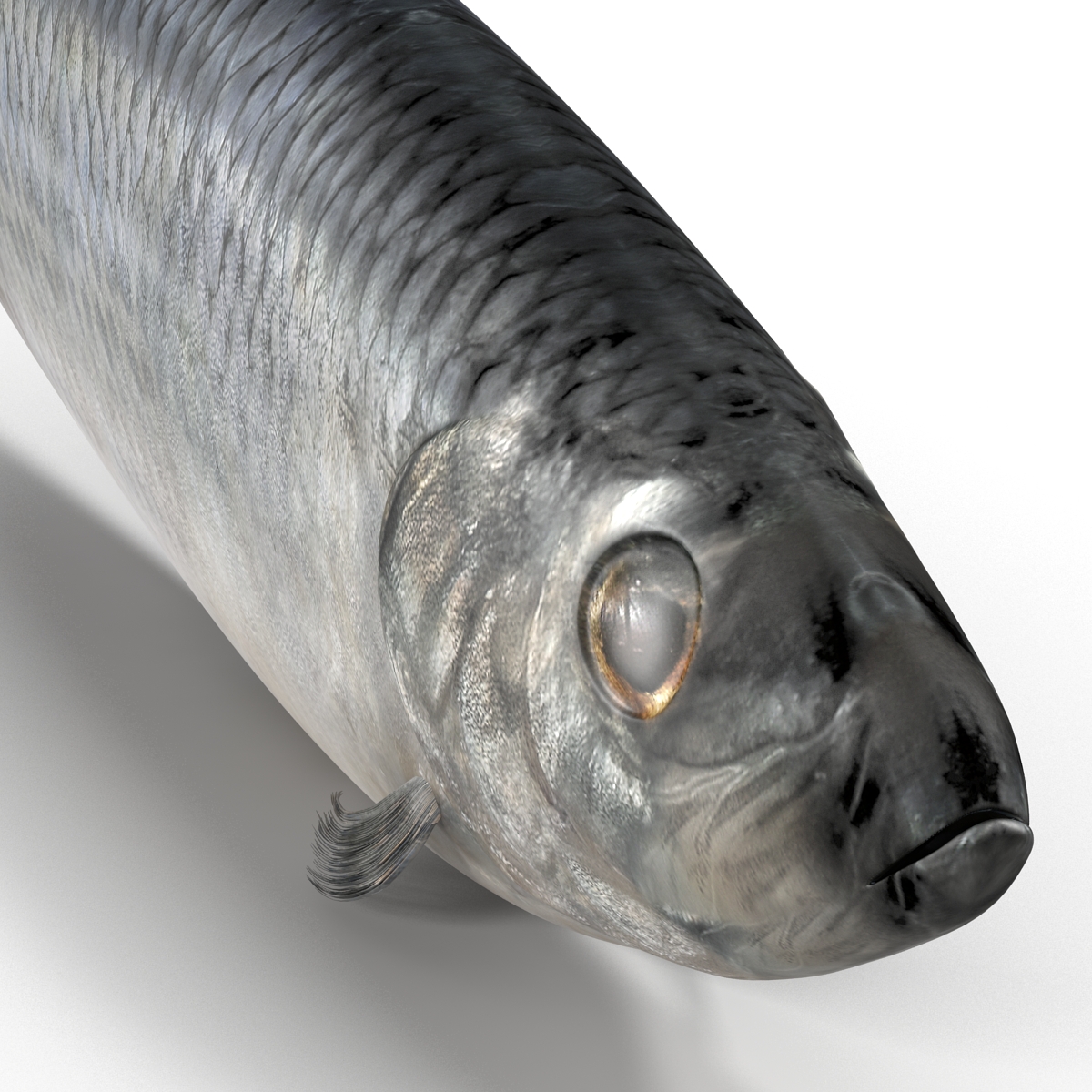 Herring Fish 3D