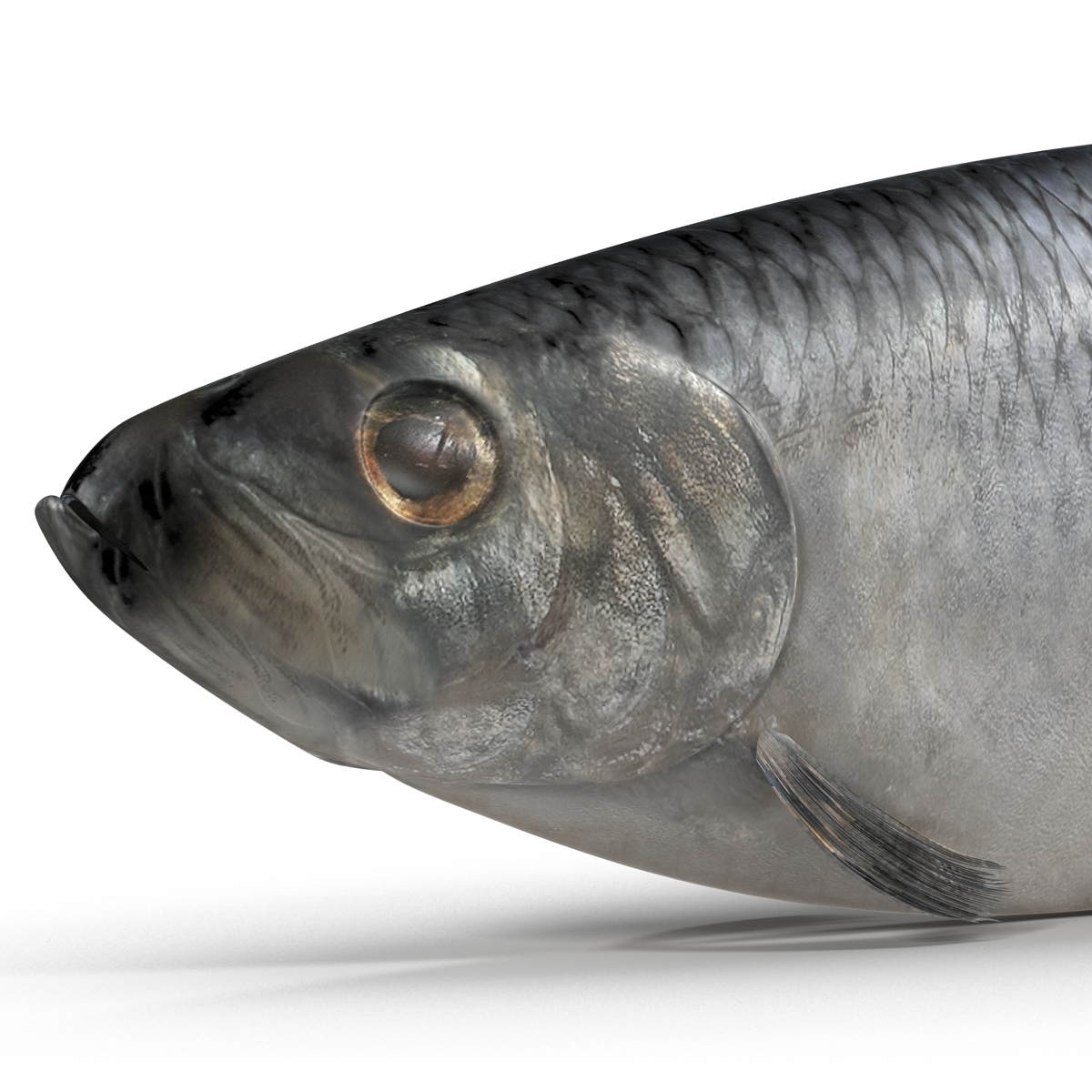 Herring Fish Rigged 3D model