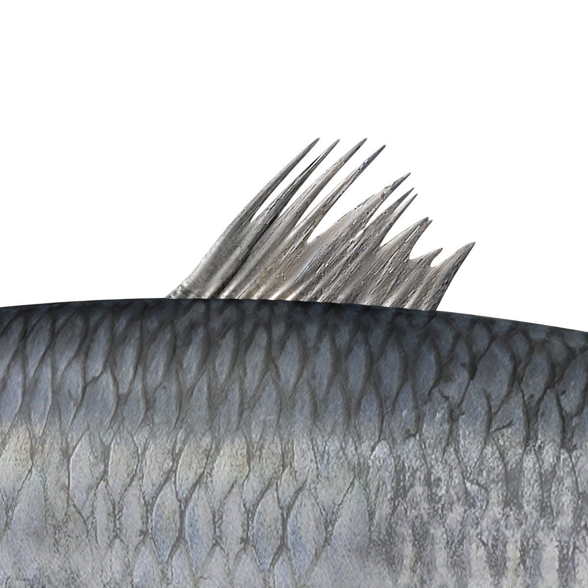 Herring Fish Rigged 3D model