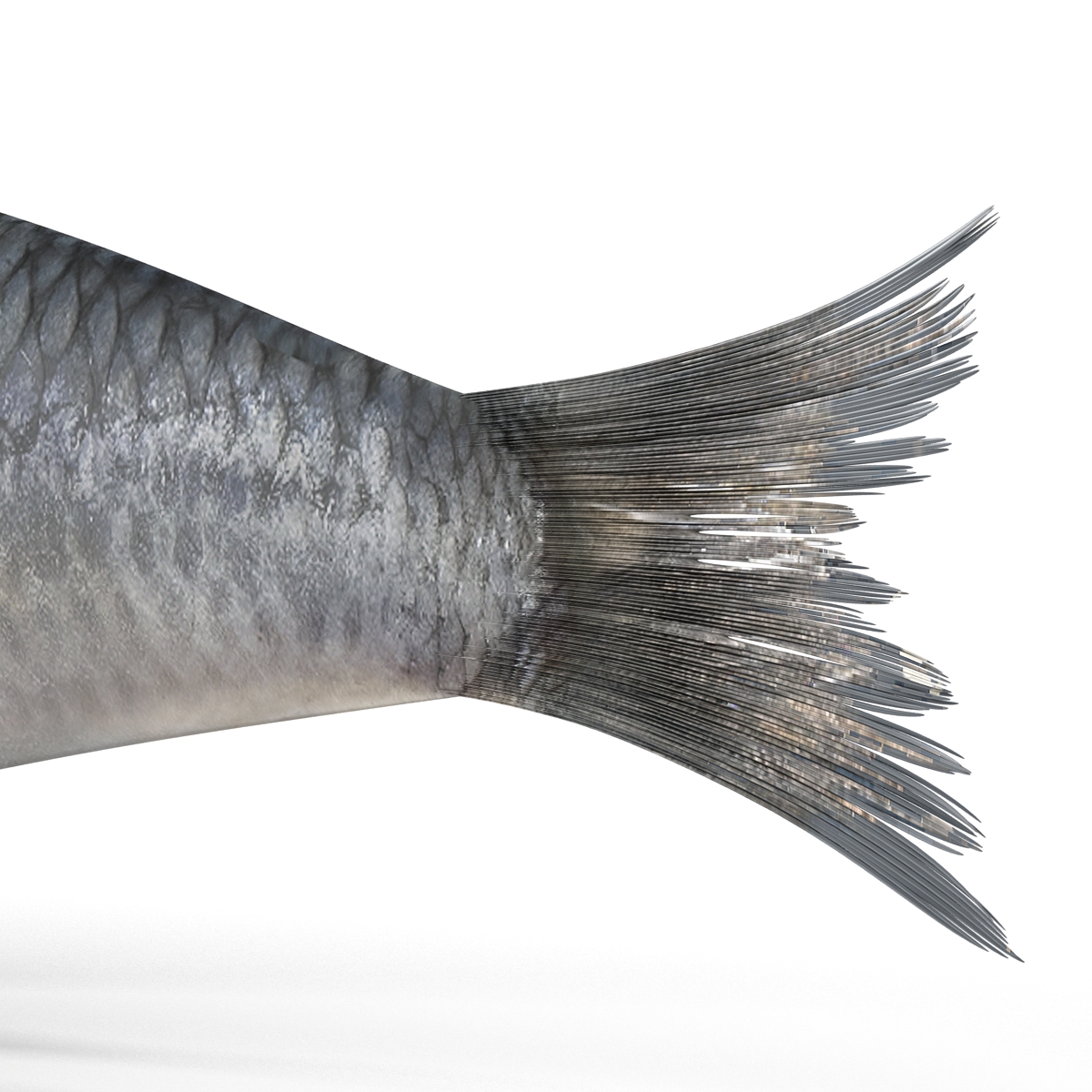 Herring Fish Rigged 3D model