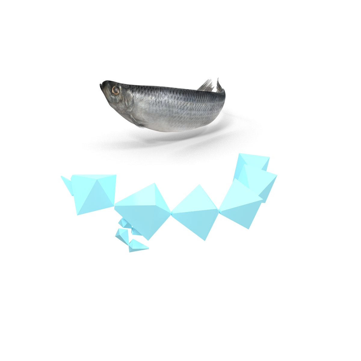 Herring Fish Rigged 3D model