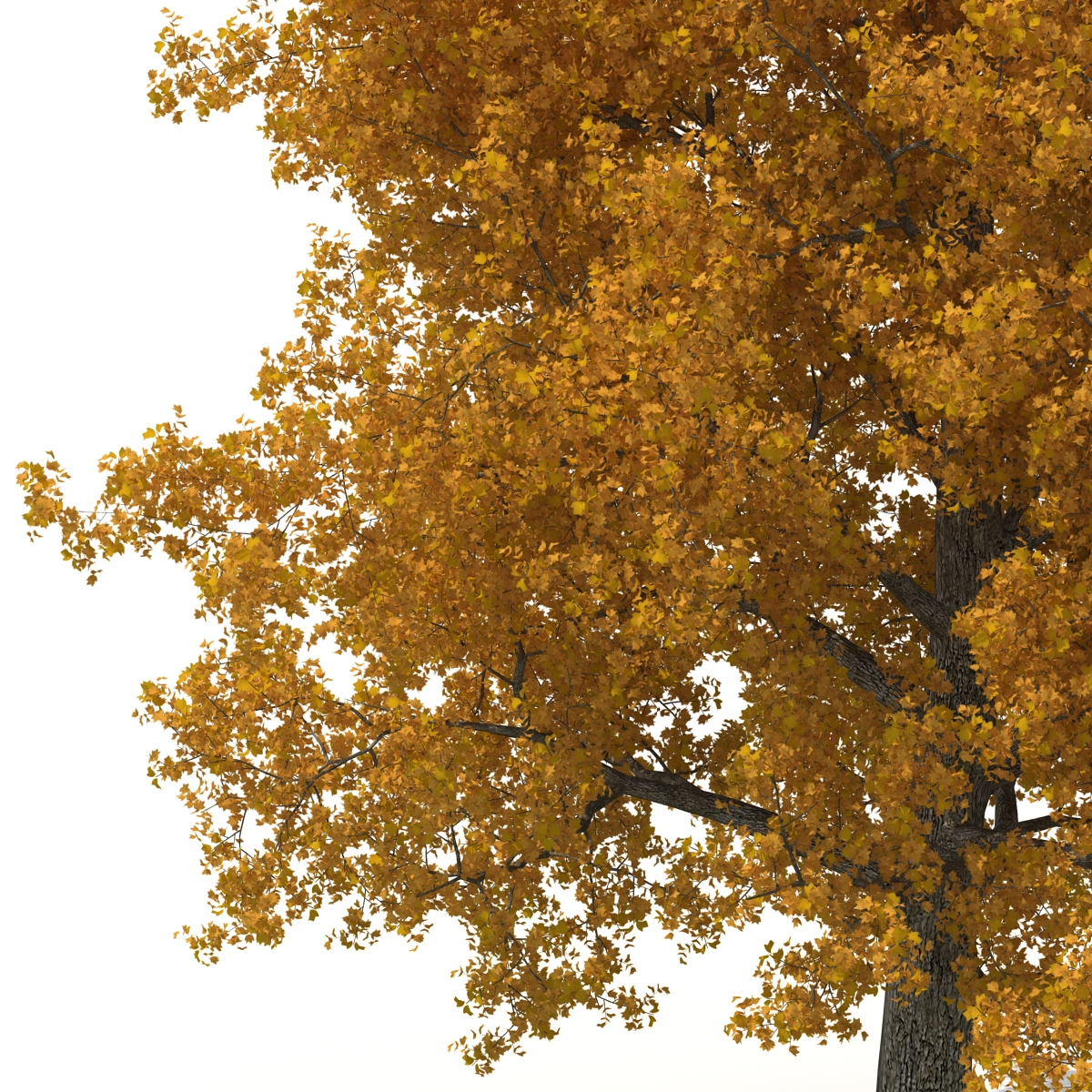 Yellow Poplar Old Tree Autumn 3D model