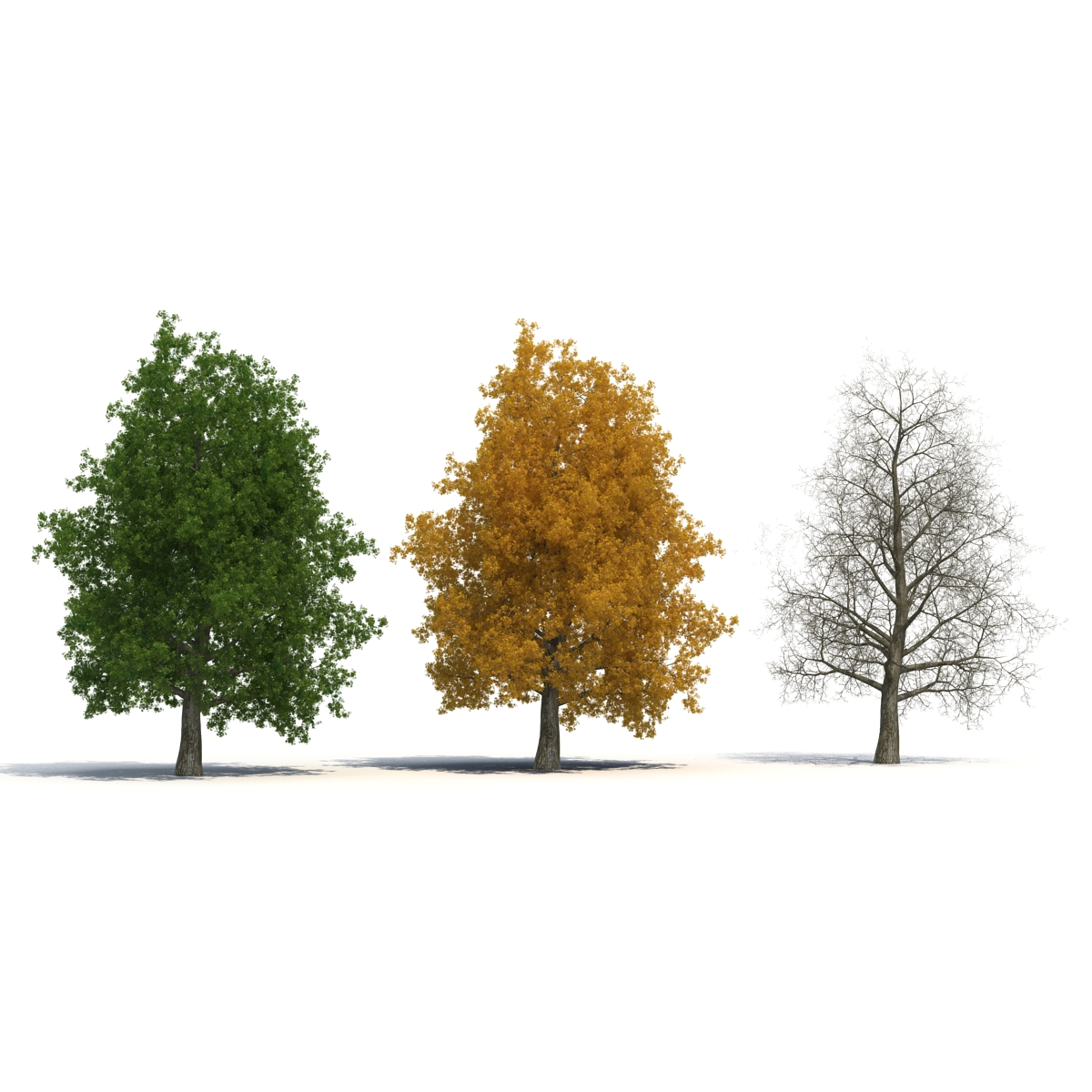 3D Yellow Poplar Old Tree Set