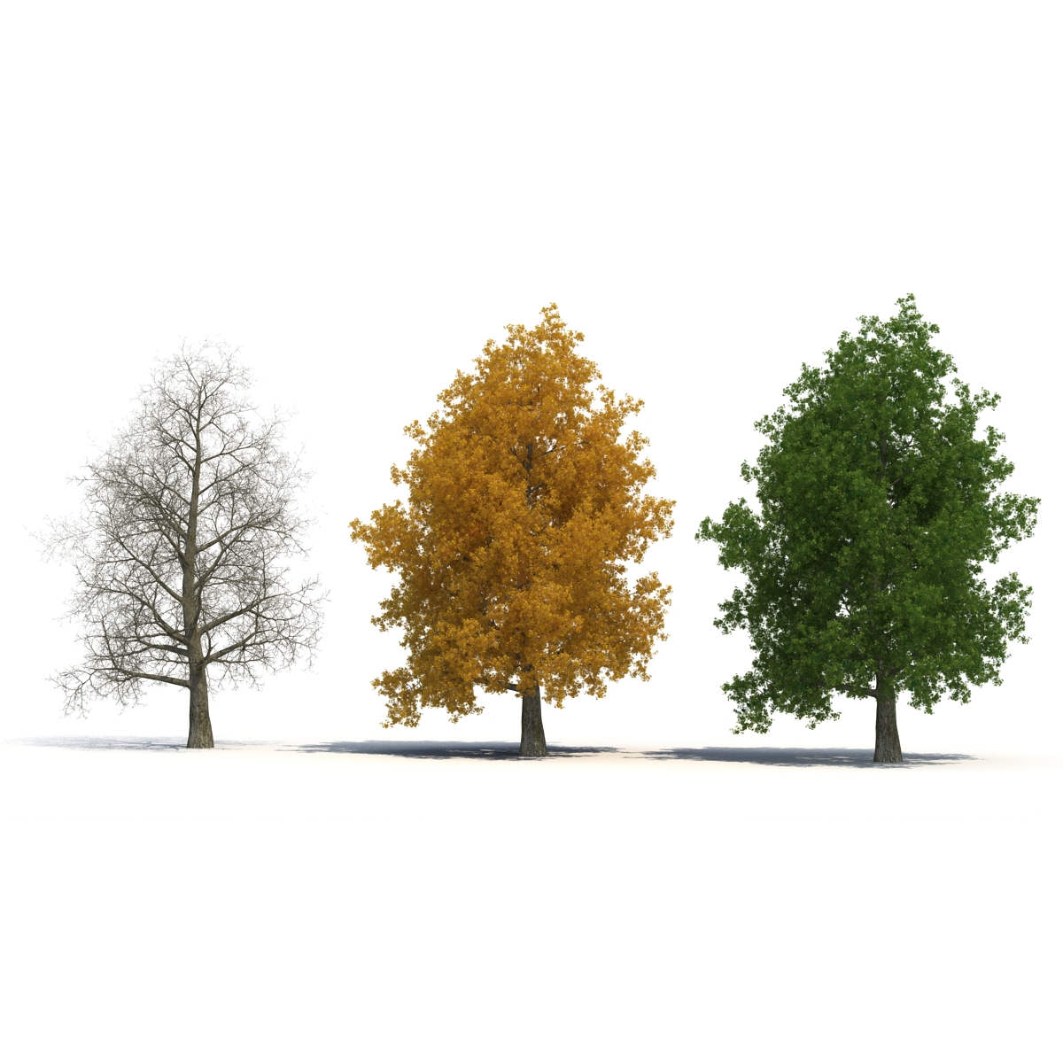 3D Yellow Poplar Old Tree Set