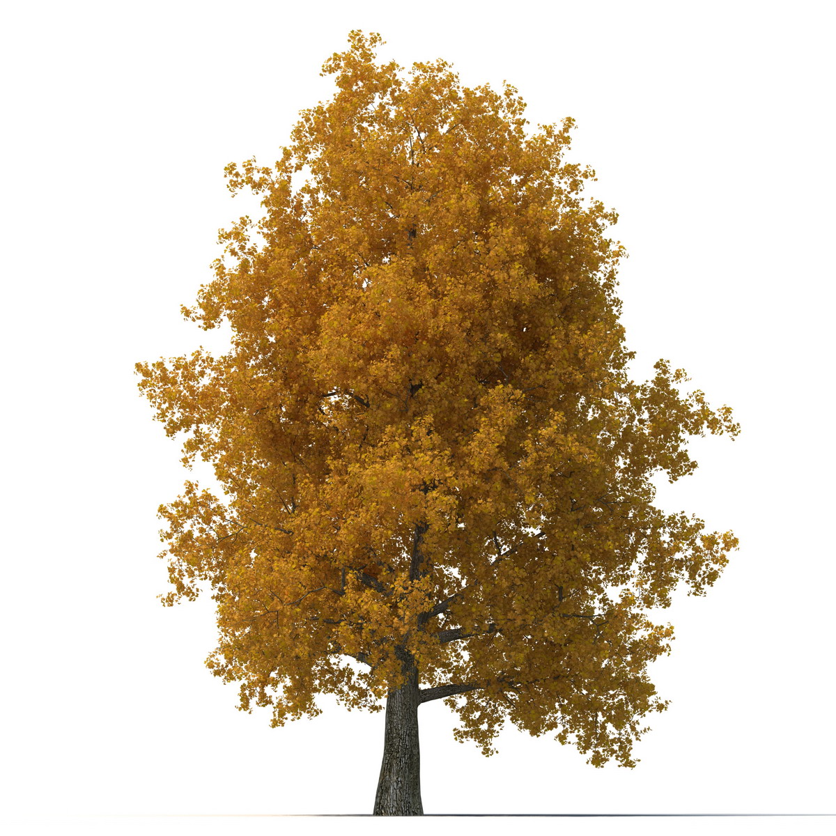 3D Yellow Poplar Old Tree Set