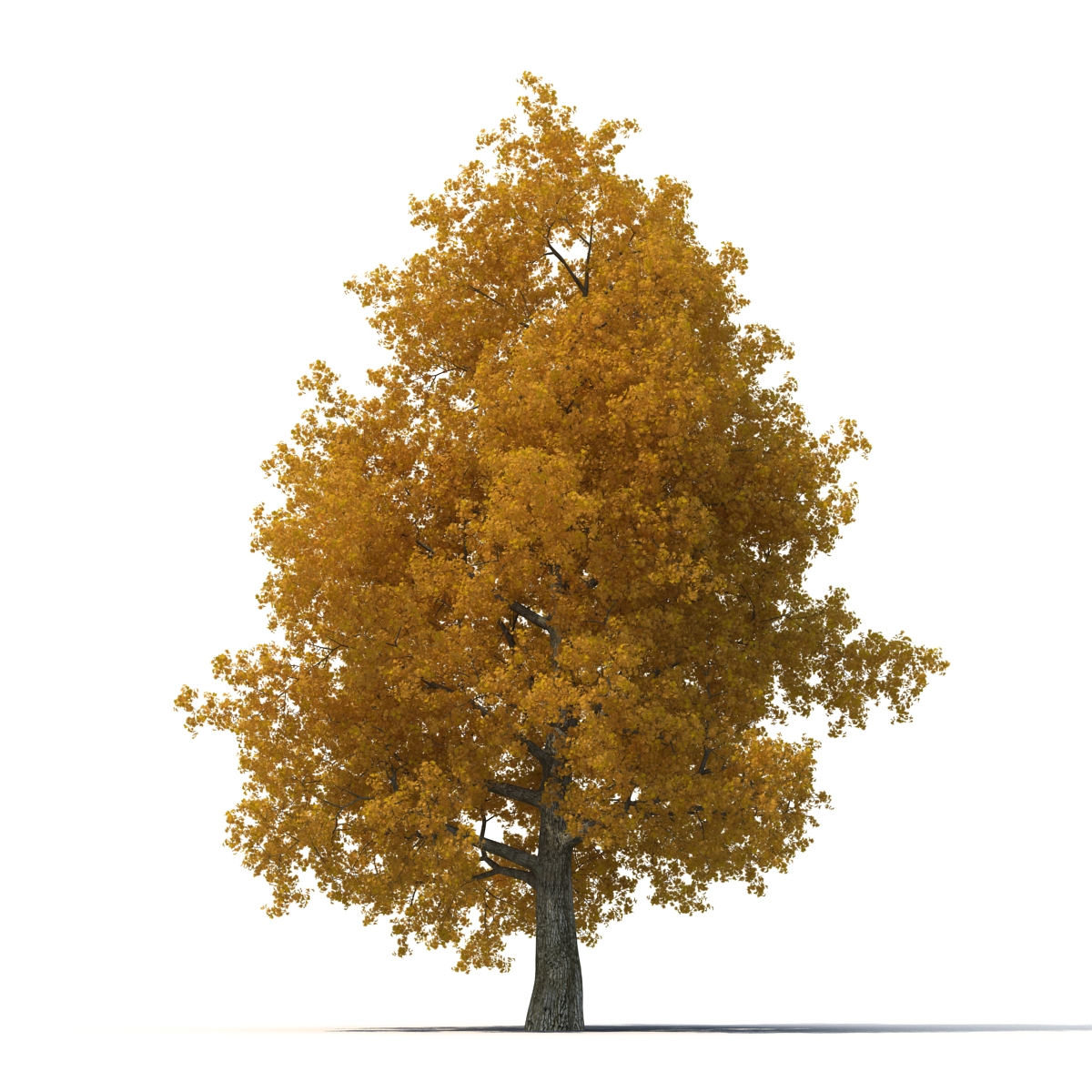 3D Yellow Poplar Old Tree Set