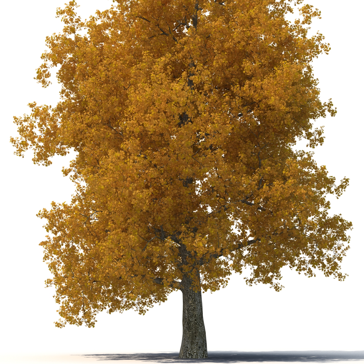 3D Yellow Poplar Old Tree Set