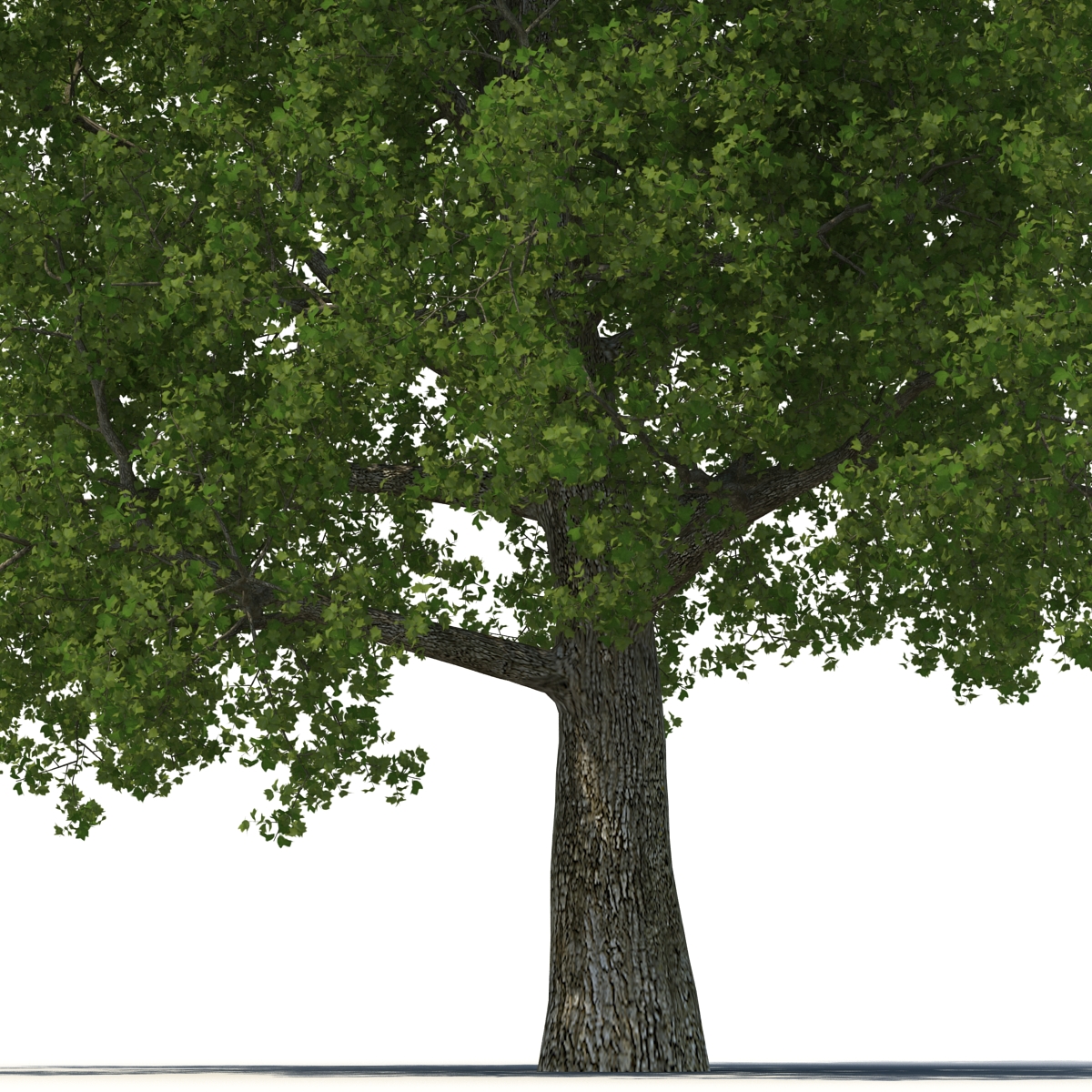 3D Yellow Poplar Old Tree Set