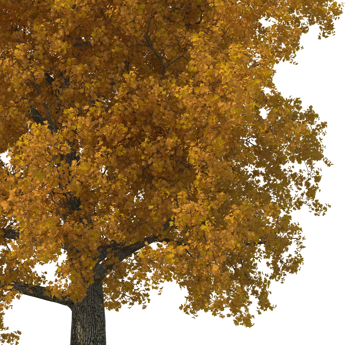 3D Yellow Poplar Old Tree Set