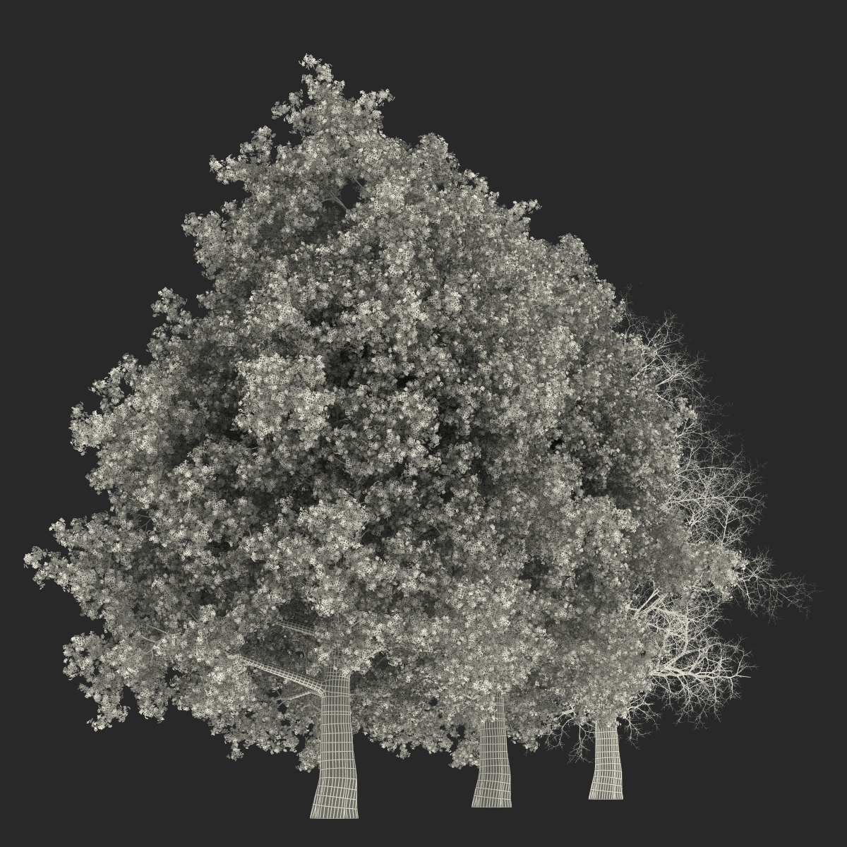 3D Yellow Poplar Old Tree Set