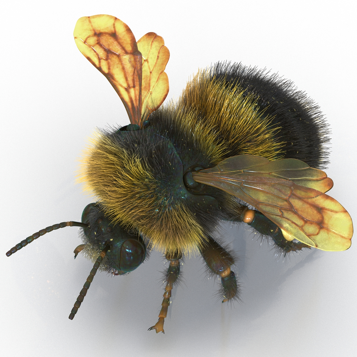 3D Bumblebee Rigged