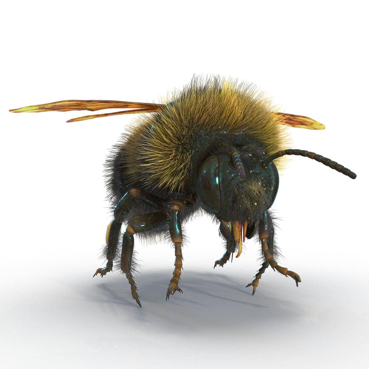 3D Bumblebee Rigged