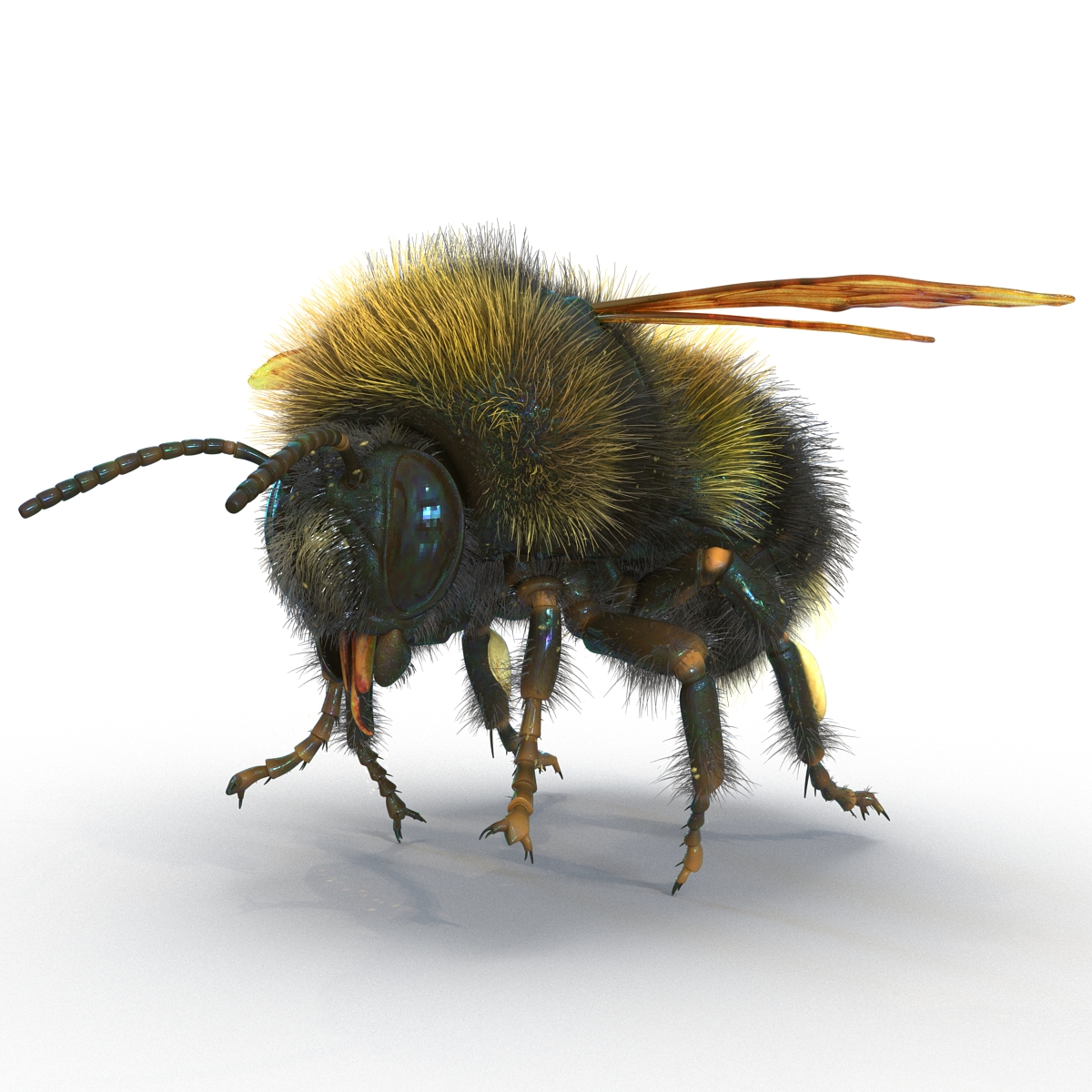 3D Bumblebee Rigged